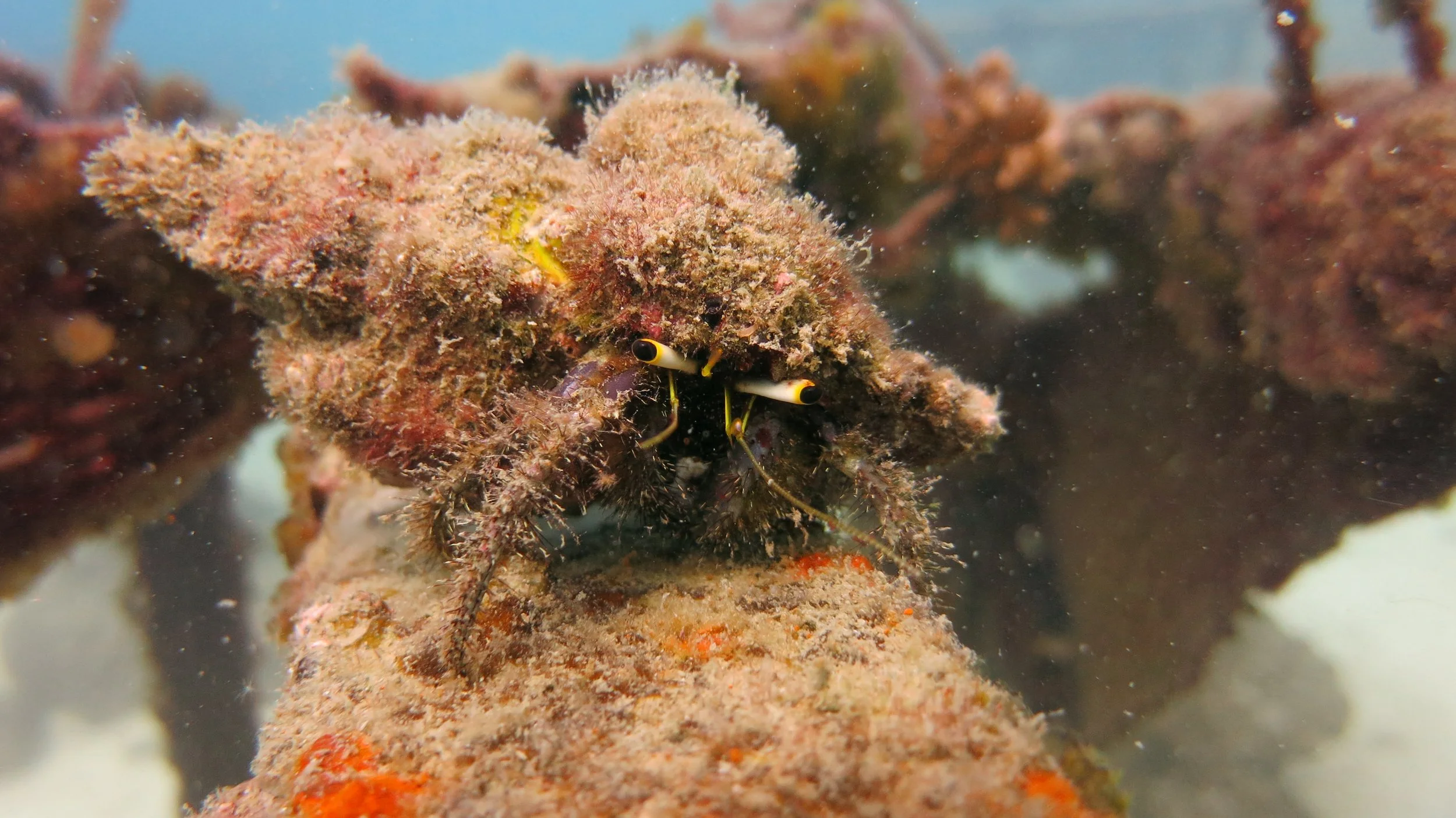 2016 BPS Satthahip Dive Trip with Marine Conservation Club (58).JPG