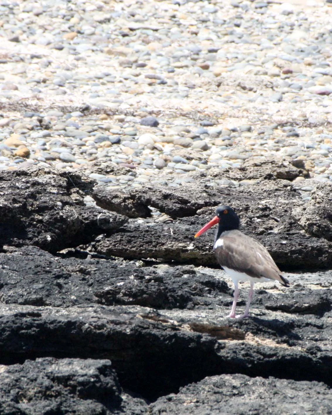 American Oystercatcher (Haematopus palliatus) San Ignacio Lagoon Baja Mexico (11).JPG