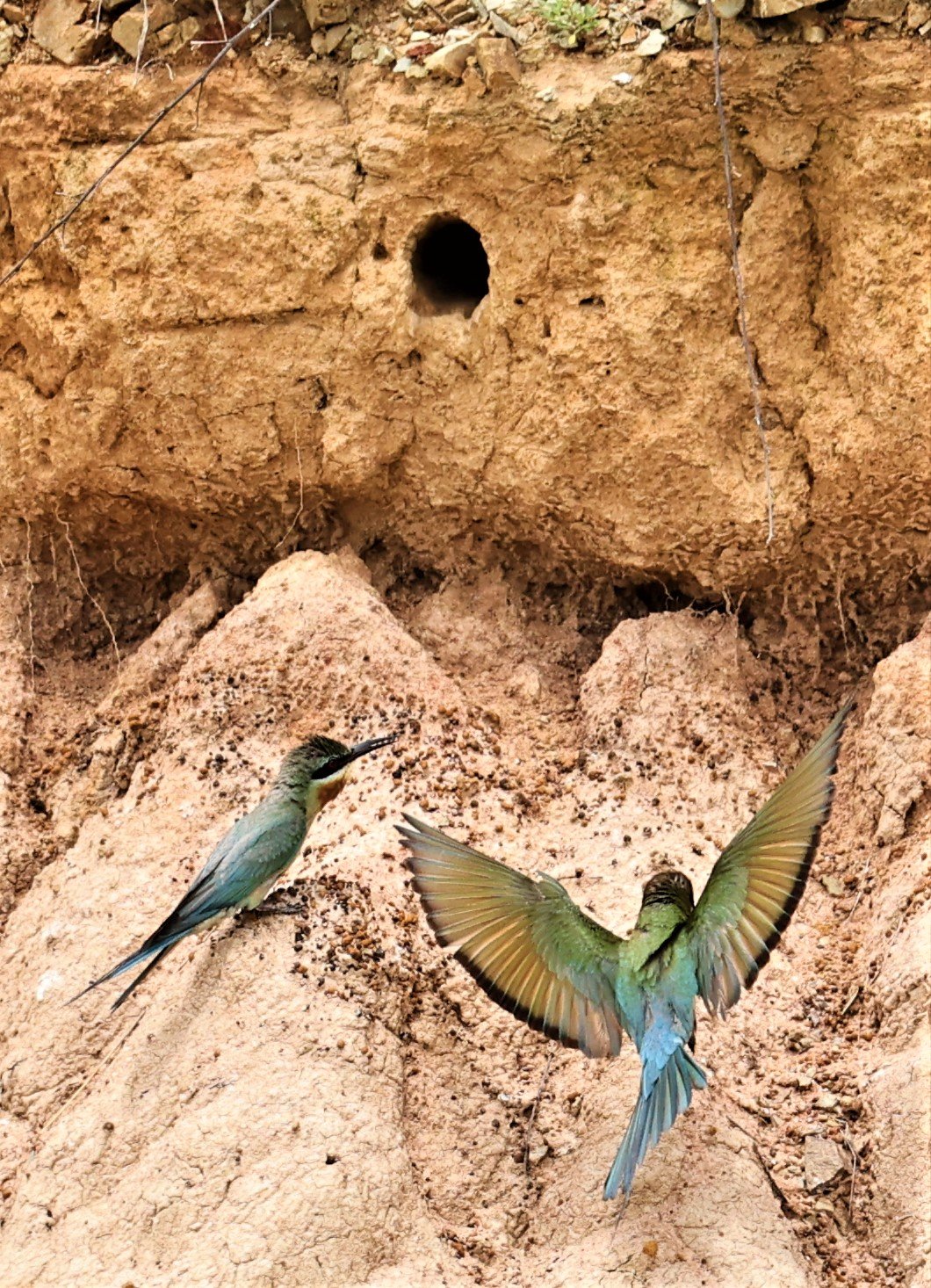 BEE EATER - BLUE-TAILED BEE-EATER - Merops philippinus - PETCHABURI OPEN QUARY AREA ON WAY TO BAAN MAKA JUNE 2022 (40).jpg
