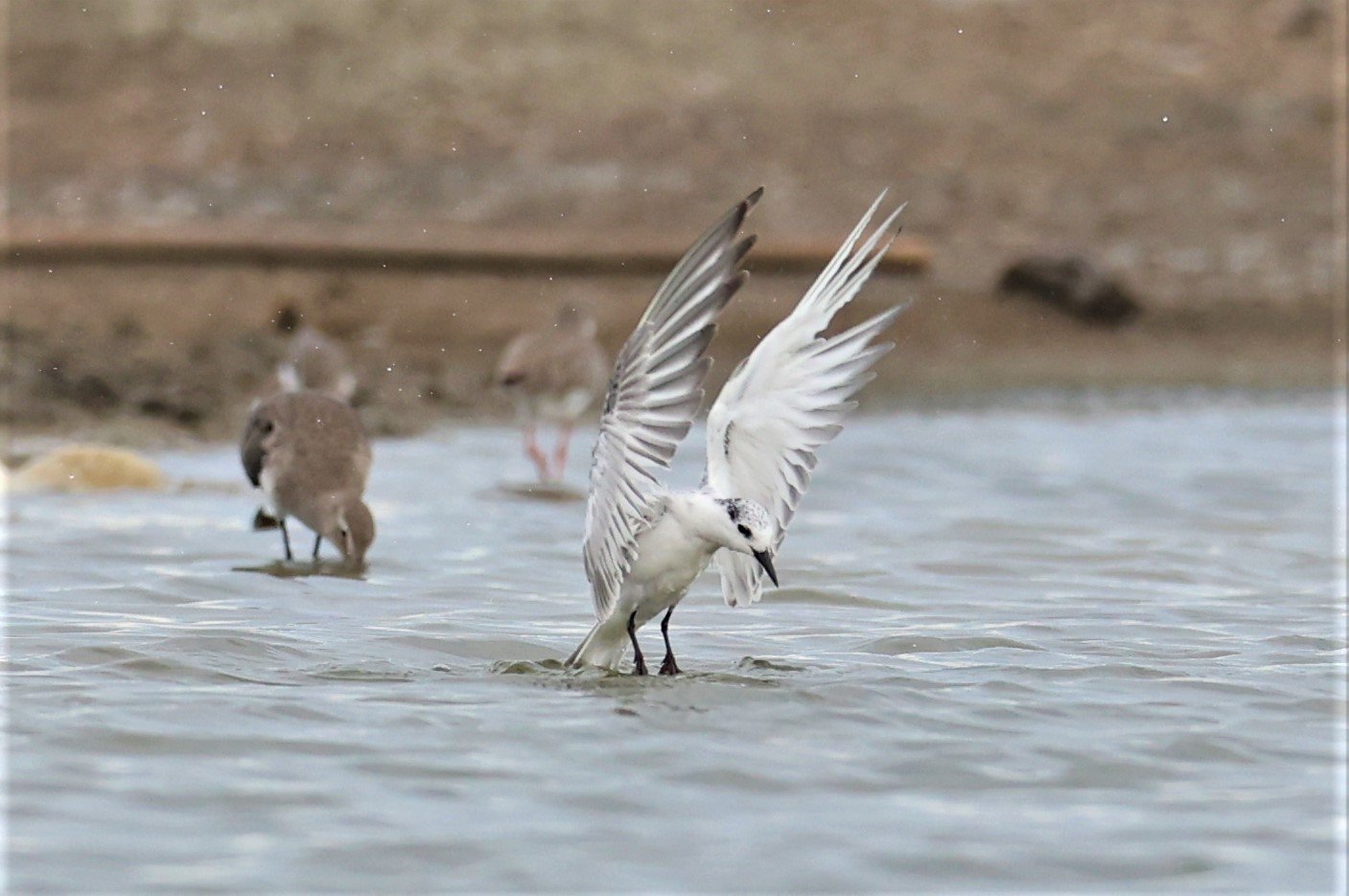 TERN - COMMON TERN - Sterna hirundo - BANG PAKONG SALT PANS CHACHOENGSAO WEST OF RIVER (11).jpg