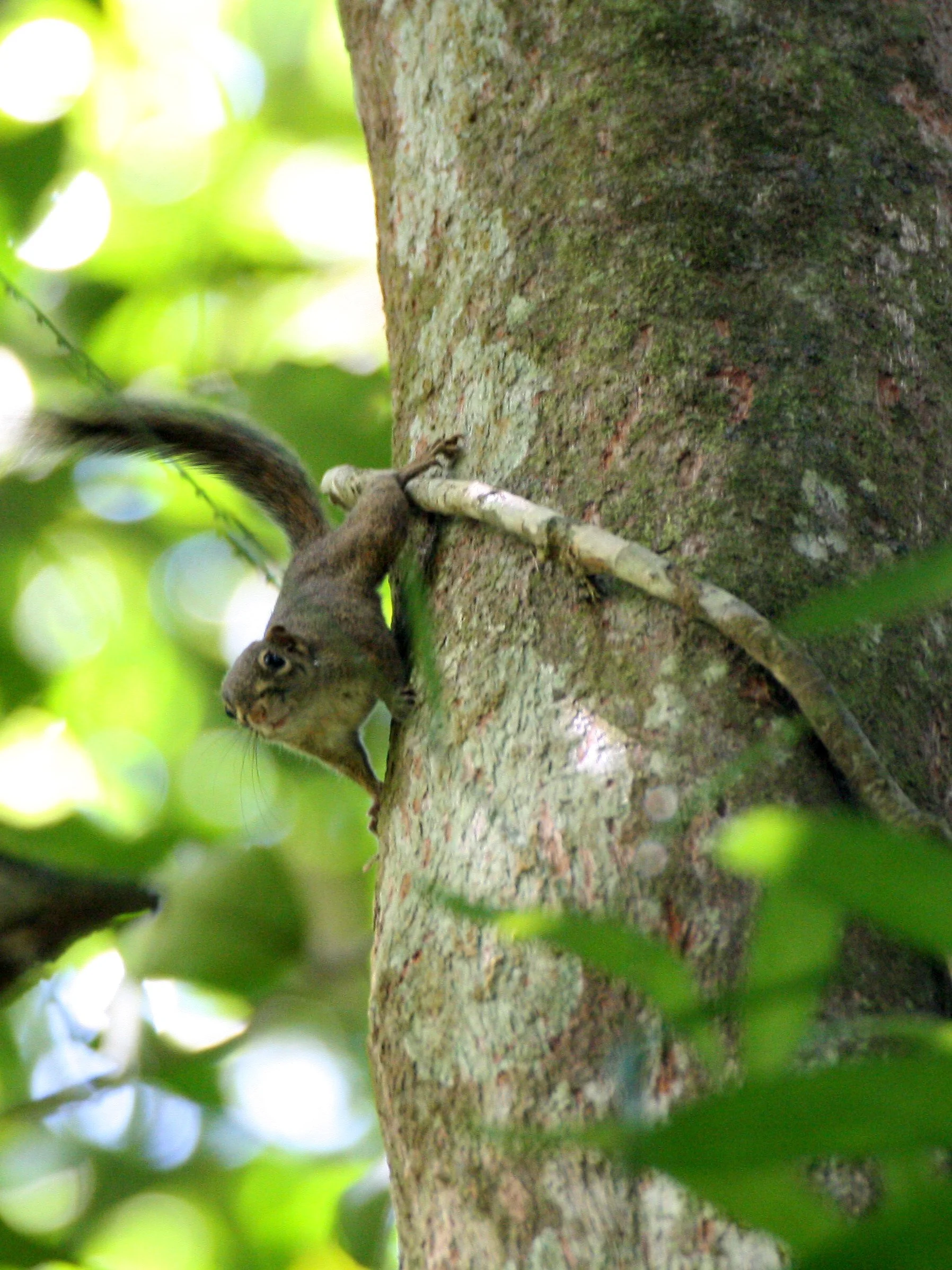 Sundasciurus lowii - LOW'S SQUIRREL - KRUNG CHIN NATIONAL PARK  (11).JPG