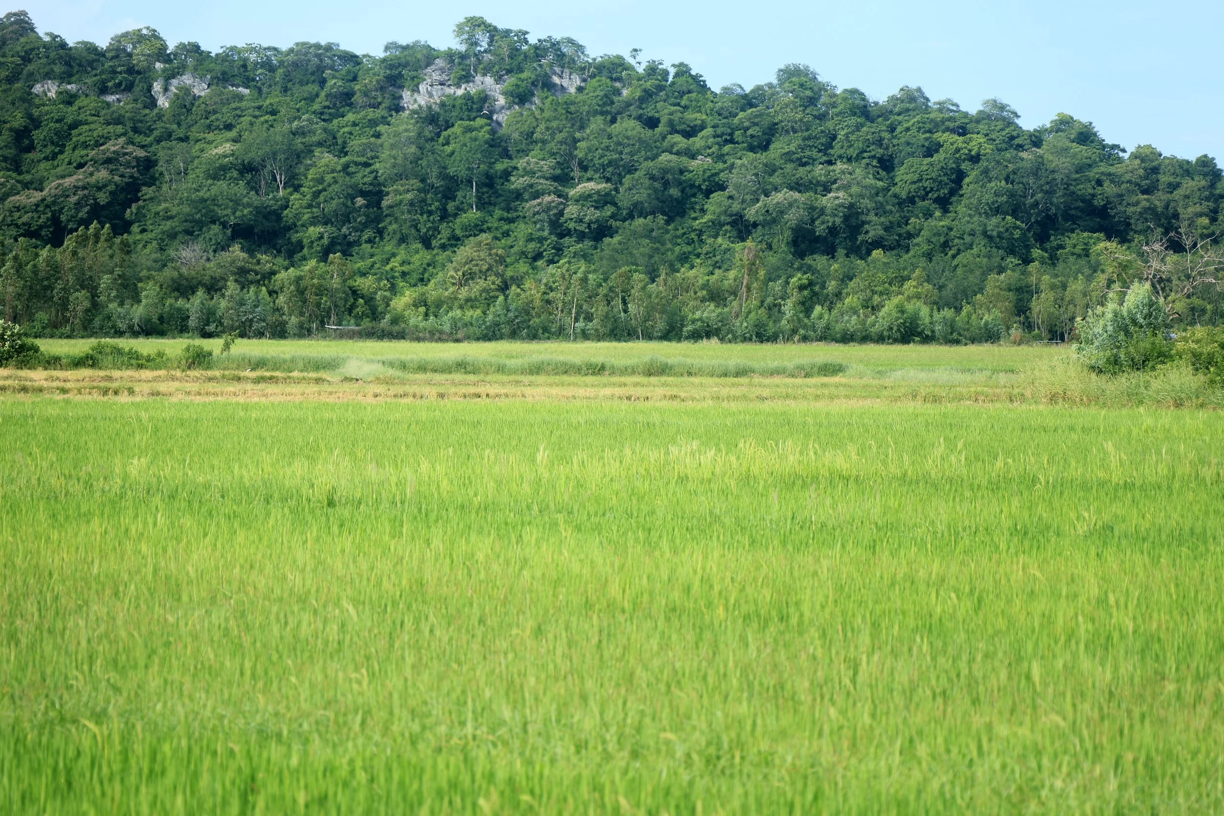 Khao Nor Khao Kaew Bat Viewing Nakhon Sawan (7).jpg