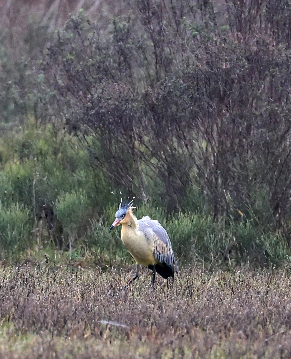 Whistling Heron (Syrigma sibilatrix) El Palmar National Park, Entre Rios, Argentina (10).jpg