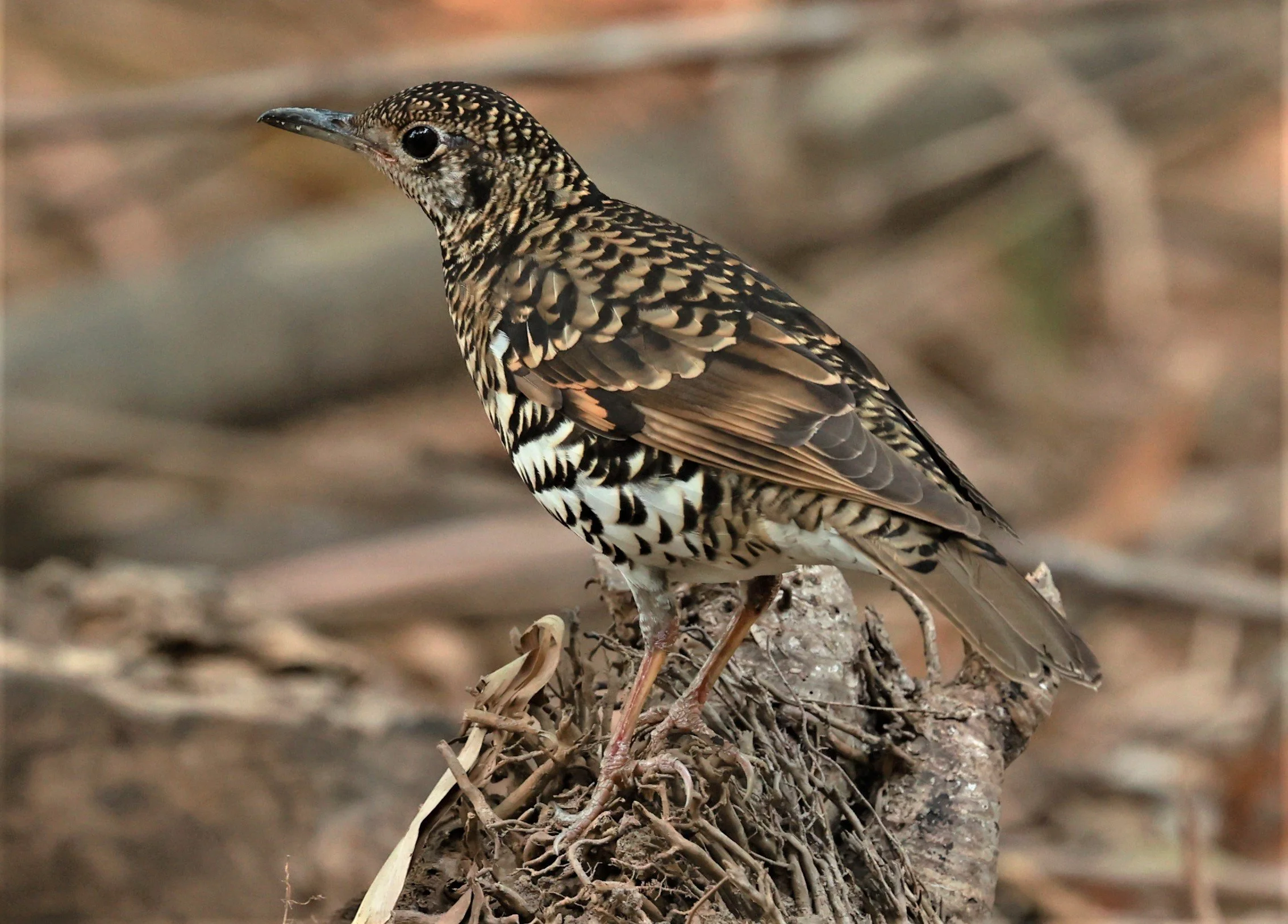 White's Thrush (Zoothera aurea) Putthamonthon Park Nakhon Pathom Thailand (72).jpg