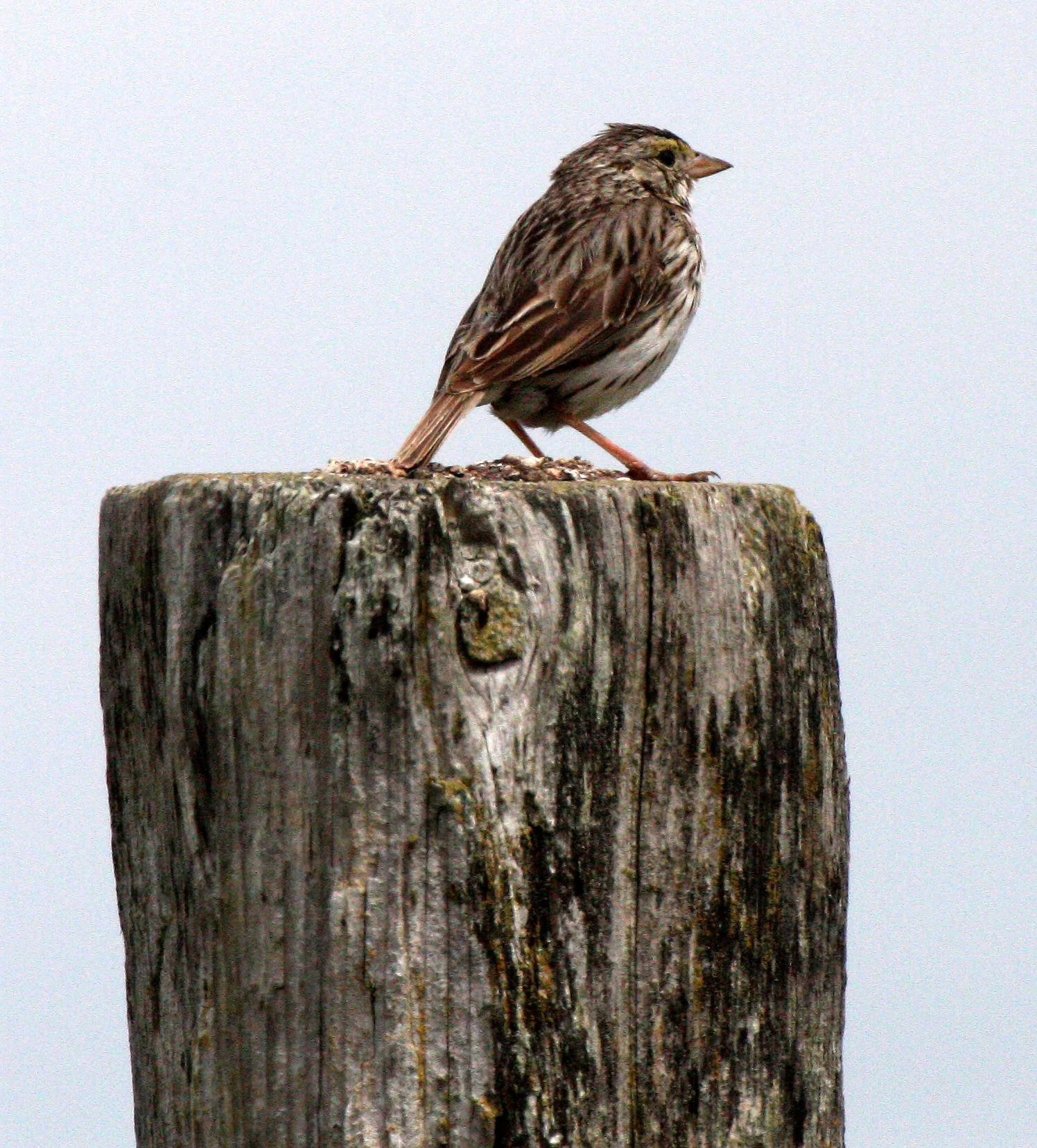 Savannah Sparrow (Passerculus sandwichensis) Dungeness NWR Sequim Washington (3).JPG