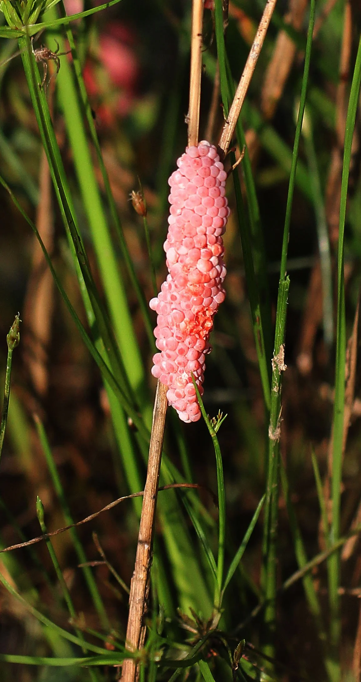 2015 Koh Lanta October Break Trip  (65).JPG