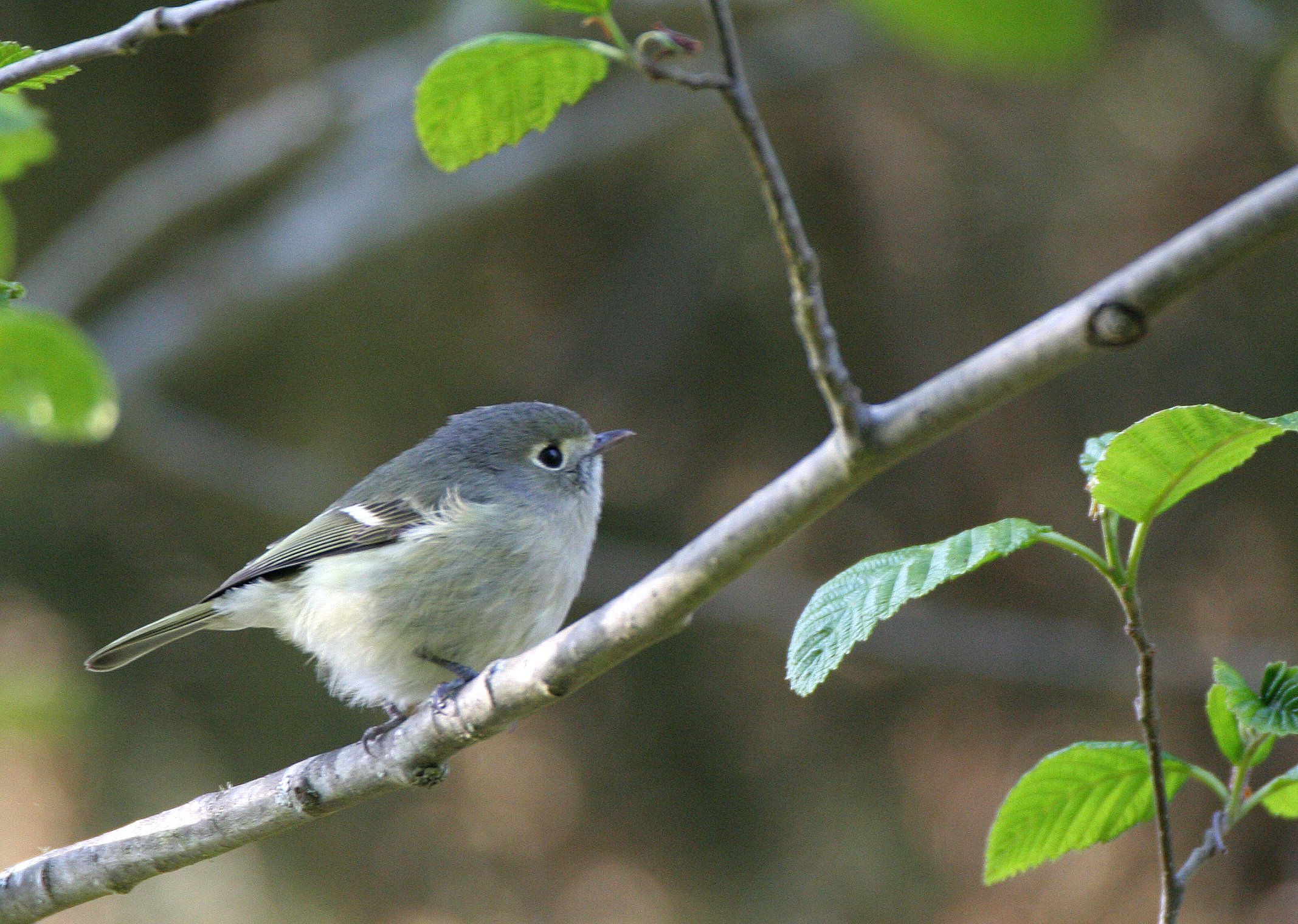 Hutton's Vireo (Vireo huttoni) Lake Farm Olympic Peninsula Washington (4).JPG
