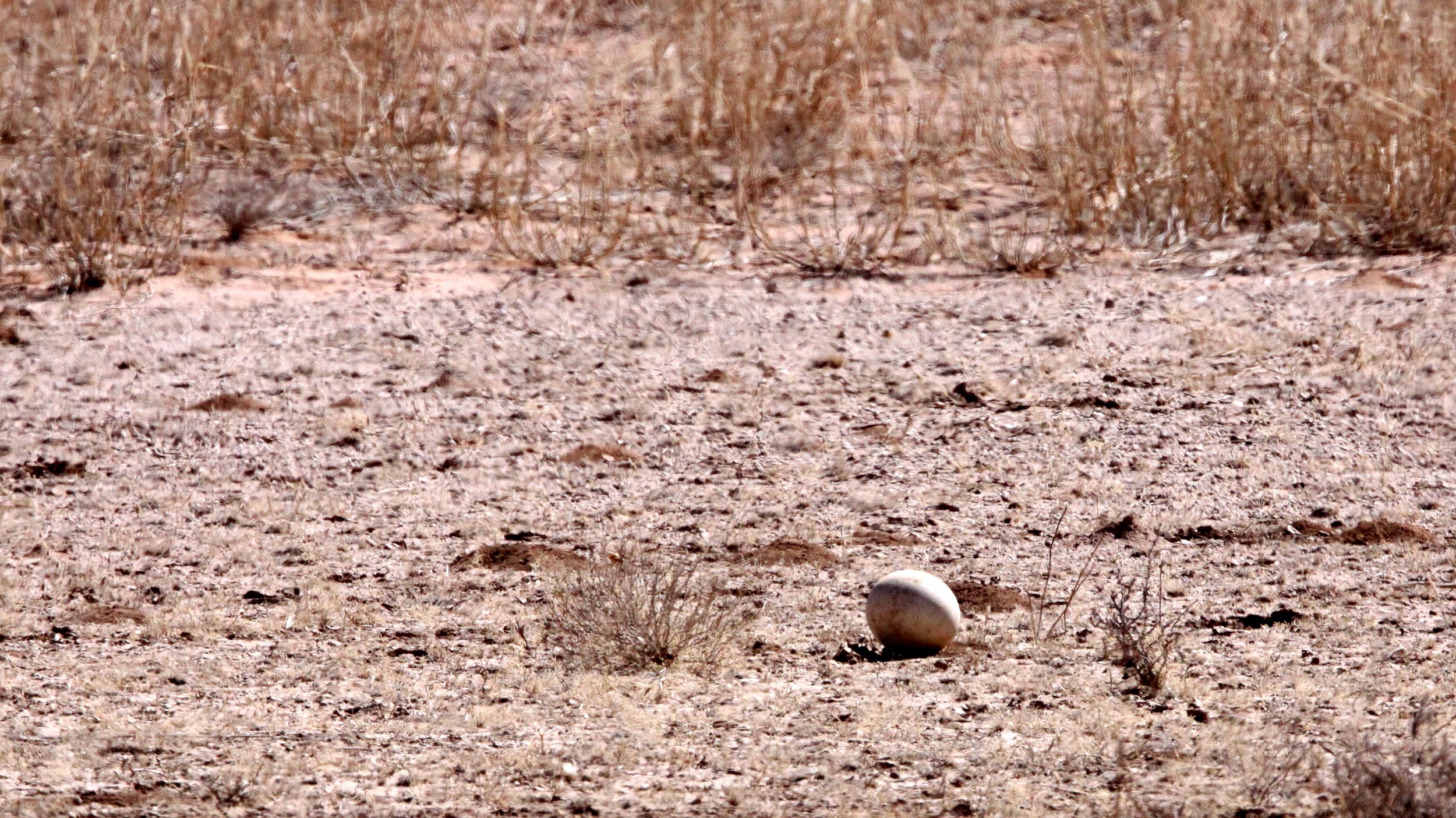 Struthio camelus australis - SOUTH AFRICAN OSTRICH - KGALAGADI NATIONAL PARK SOUTH AFRICA (10).JPG