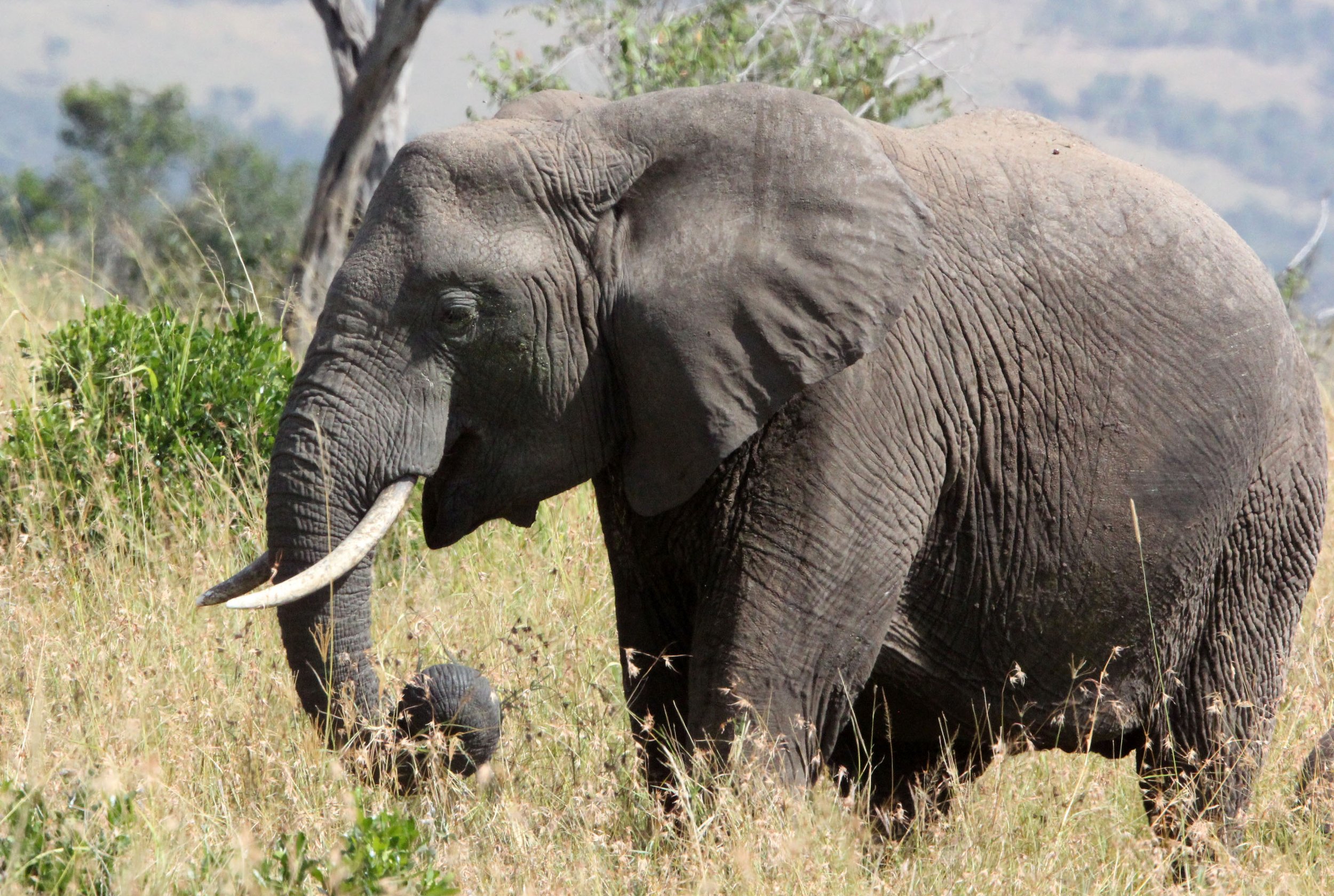 ELEPHANT - MASAI MARA NATIONAL PARK KENYA (26).JPG