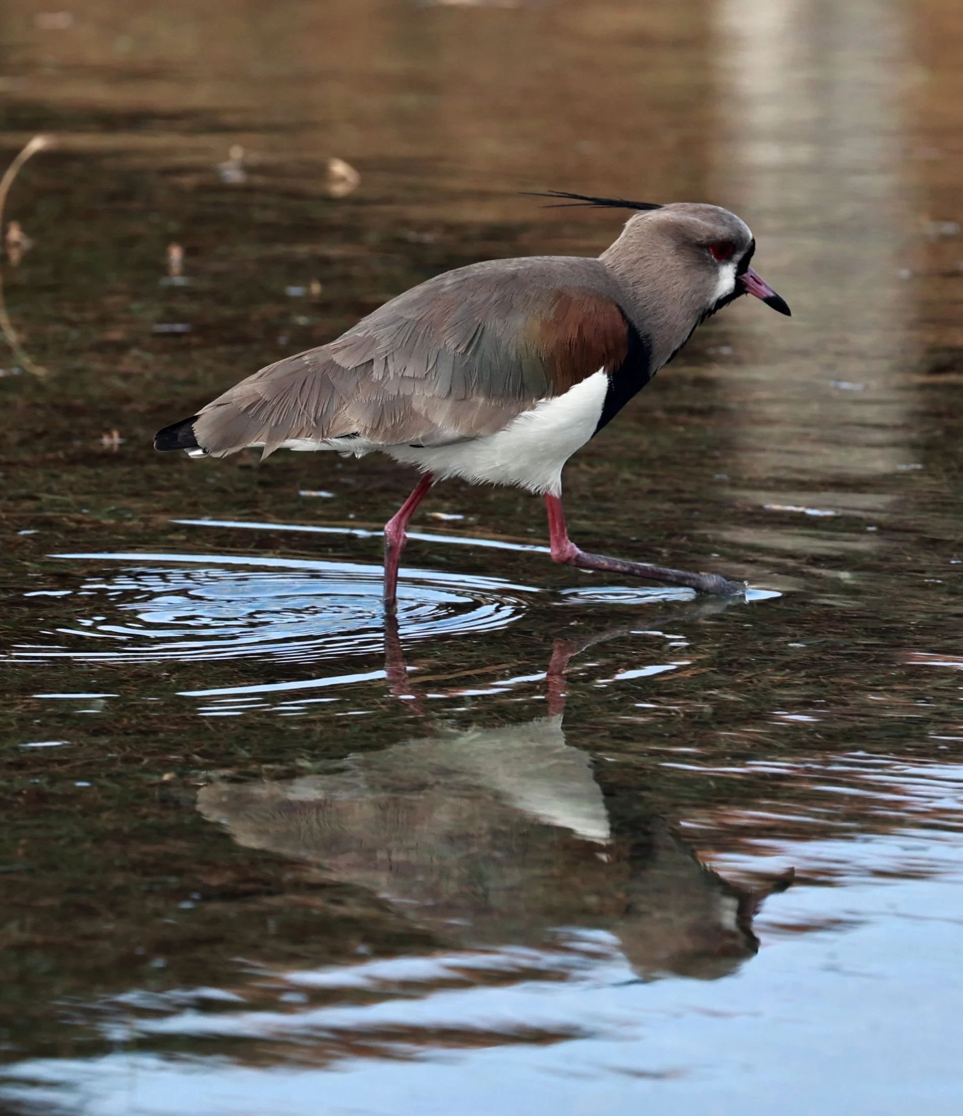 Southern lapwing (Vanellus chilensis) Superagüi National Park, Brazil (1).jpg