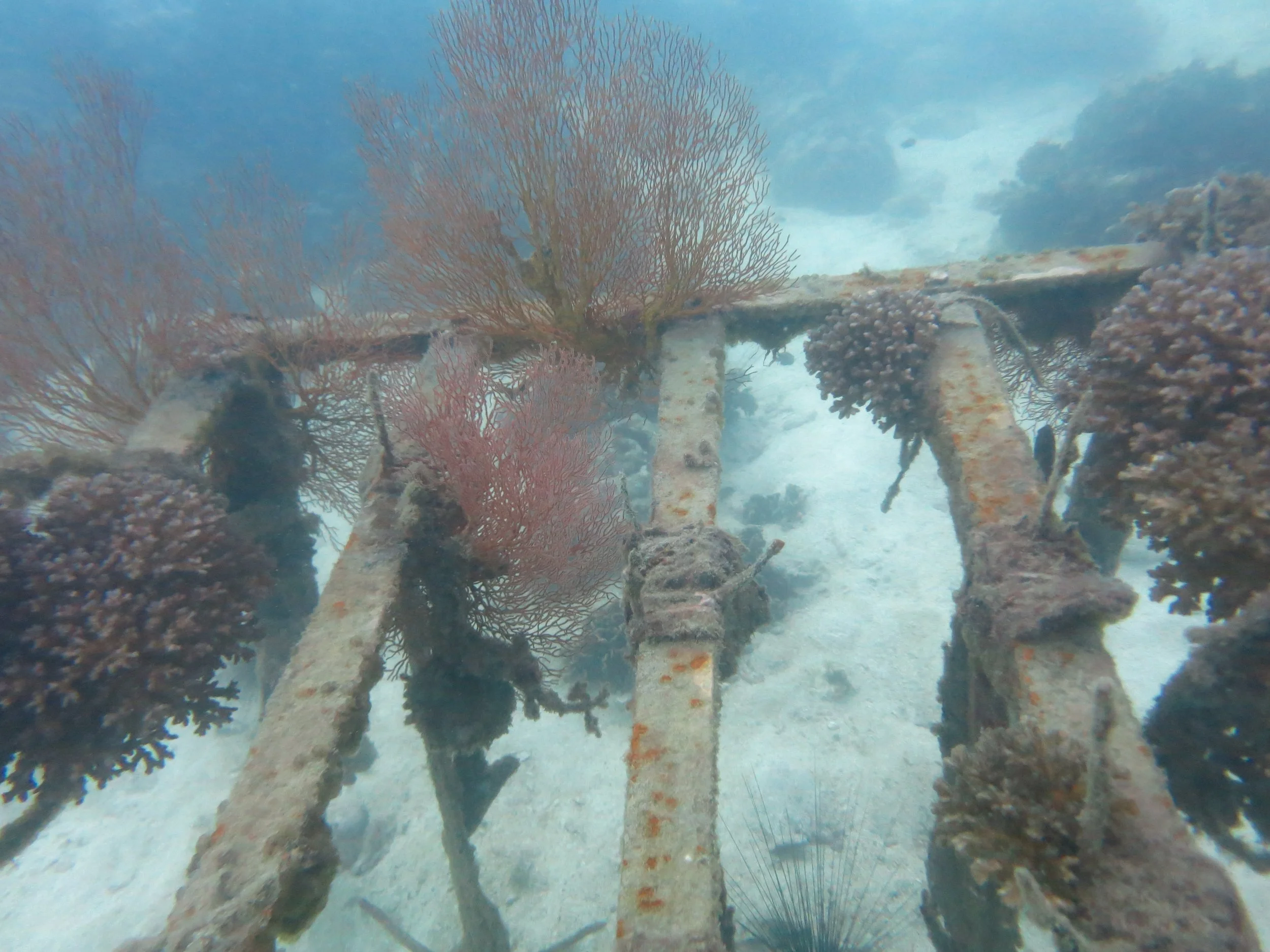 2016 BPS Satthahip Dive Trip with Marine Conservation Club (5).JPG