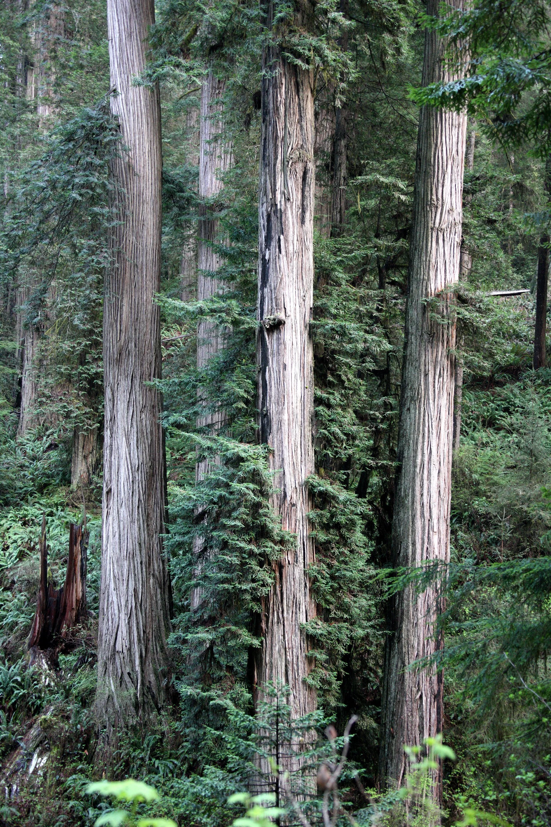 JEDIDIAH SMITH REDWOODS STATE PARK CALIFORNIA (32).JPG