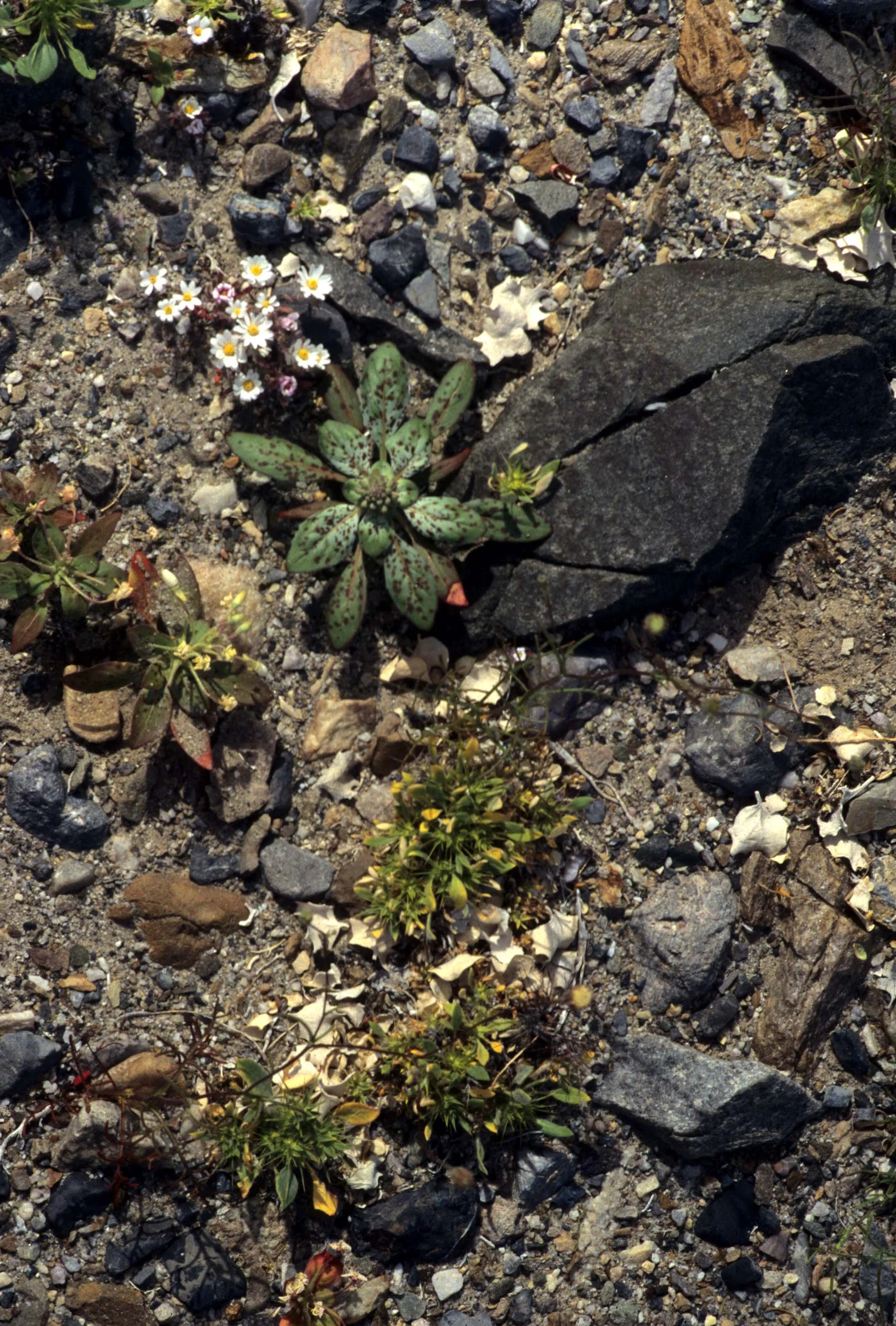DEATH VALLEY - PLANT SPECIES.jpg