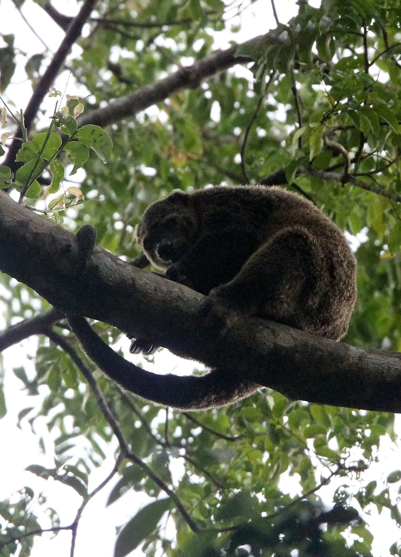 Ailurops ursinus - BEAR CUSCUS - MARSUPALIA - TANGKOKO NATIONAL PARK SULAWESI INDONESIA (12).JPG