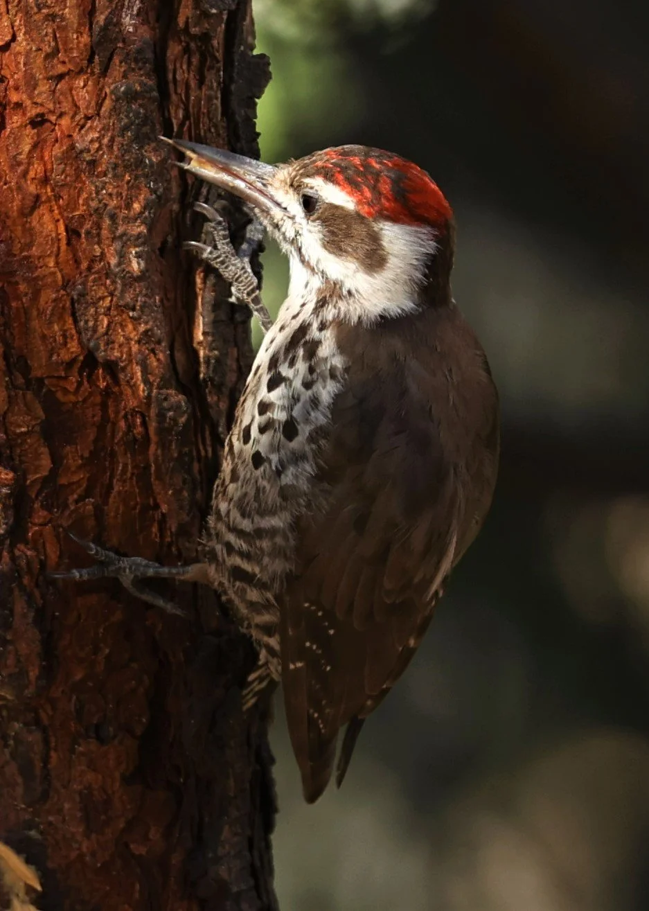 Leuconotopicus arizonae - ARIZONA WOODPECKER - CAVE CREEK ARIZONA AUGUST 2022 (11).jpg