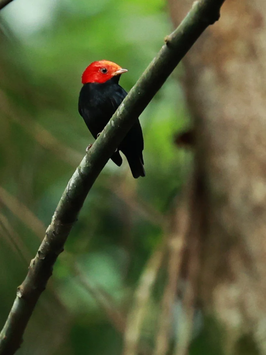Manakin - Red-headed Manakin - Ceratopipra rubrocapilla - Illeus, Bahia Brazil, Una Township Area (20).JPG