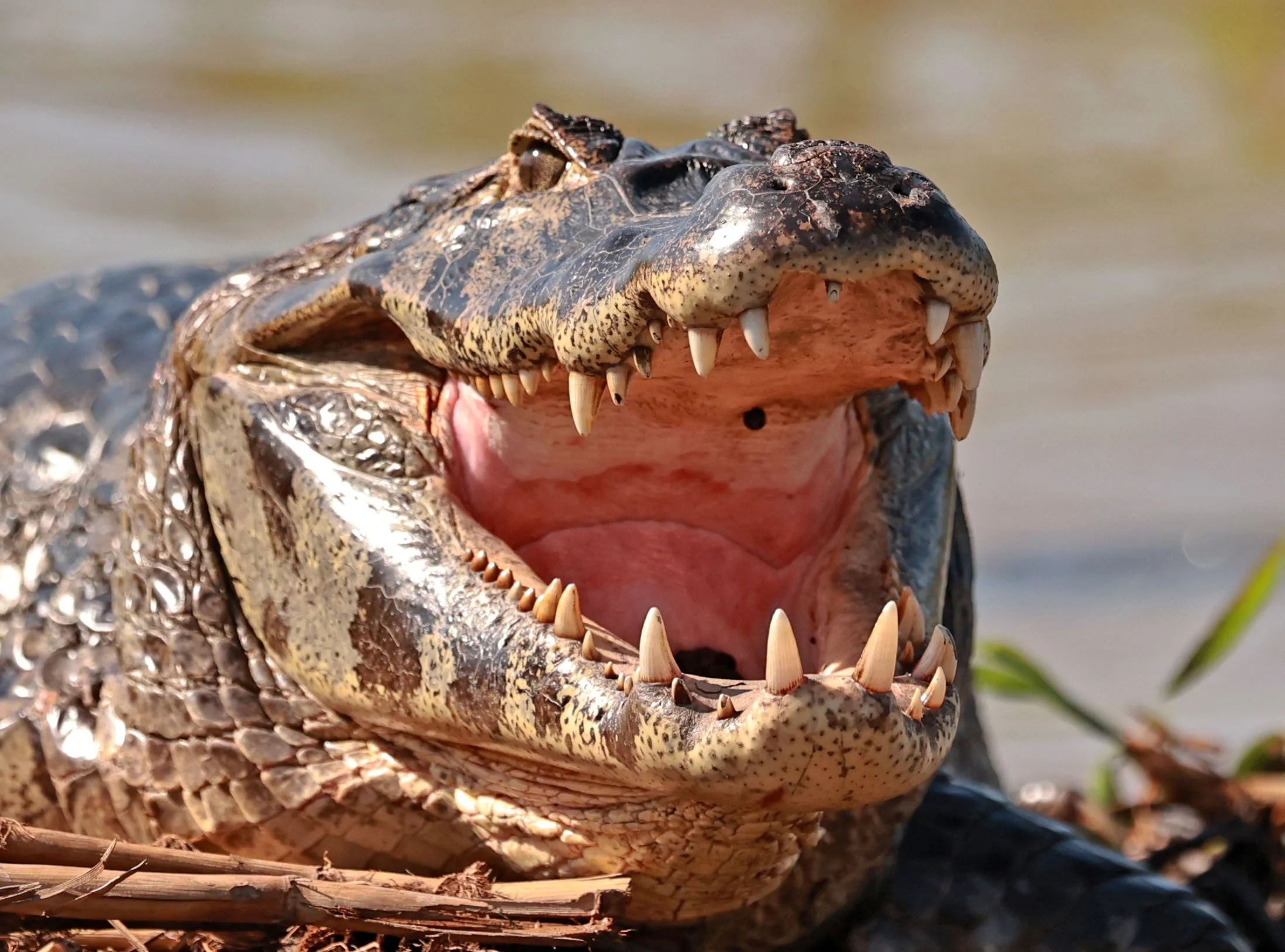 Caiman yacare - Yacare Caiman - Pantanal, Encontro das Águas State Park, Porto Jofre, Cuiaba River, Brazil day 3 (9).jpg
