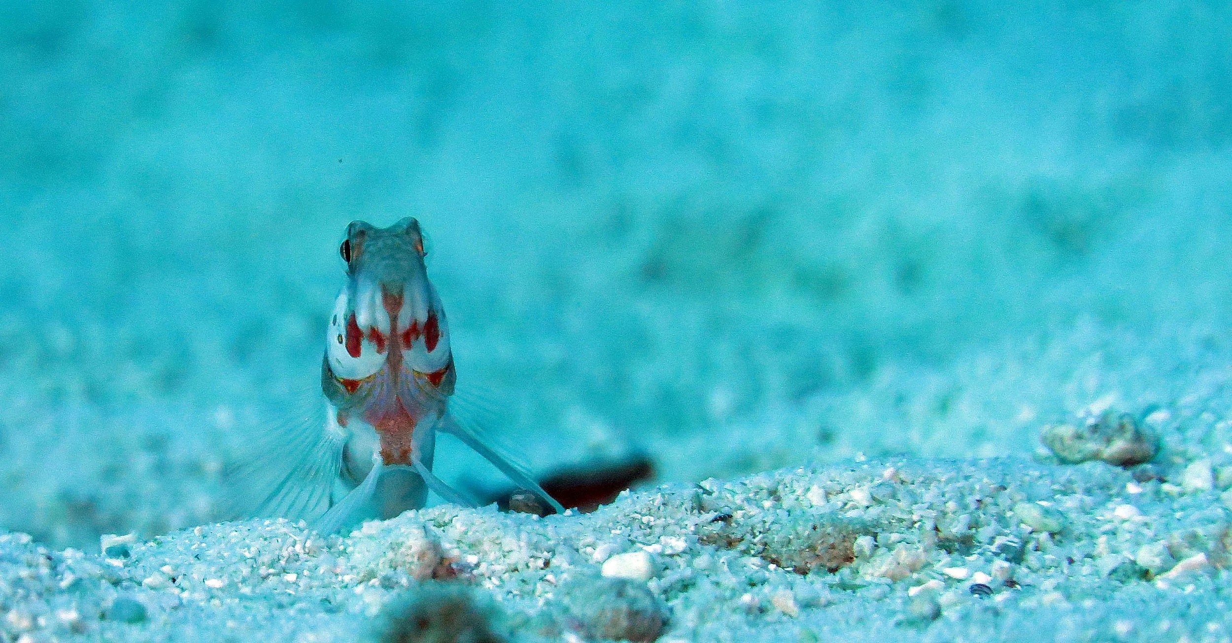 Gobiidae - Possible Shrimp Goby Species - Similan Islands