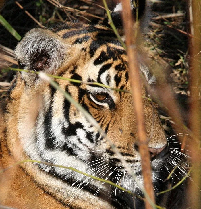 Panthera tigris tigris - BENGAL TIGER - CUBS IN KANHA - KANHA NATIONAL PARK MADHYA PRADESH INDIAA (71).JPG