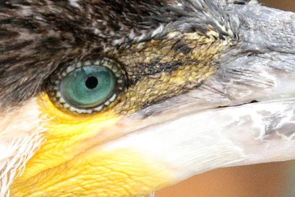 BIRD - CORMORANT - GREAT CORMORANT - LINDEN CENTER - XIZHOU VILLAGE YUNNAN CHINA (146).JPG