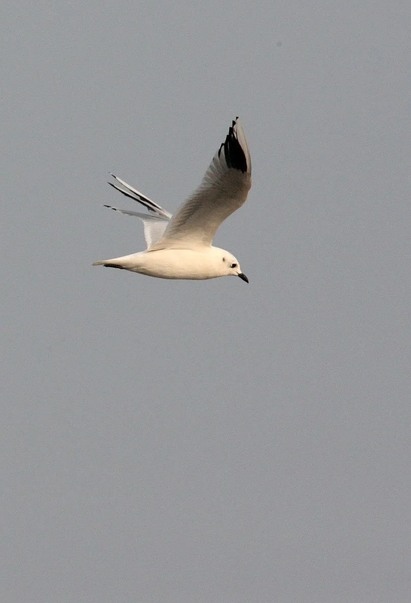 BIRD - GULL - SAUNDERS'S GULL -  NANKOU, RUDONG, CHINA (12).JPG