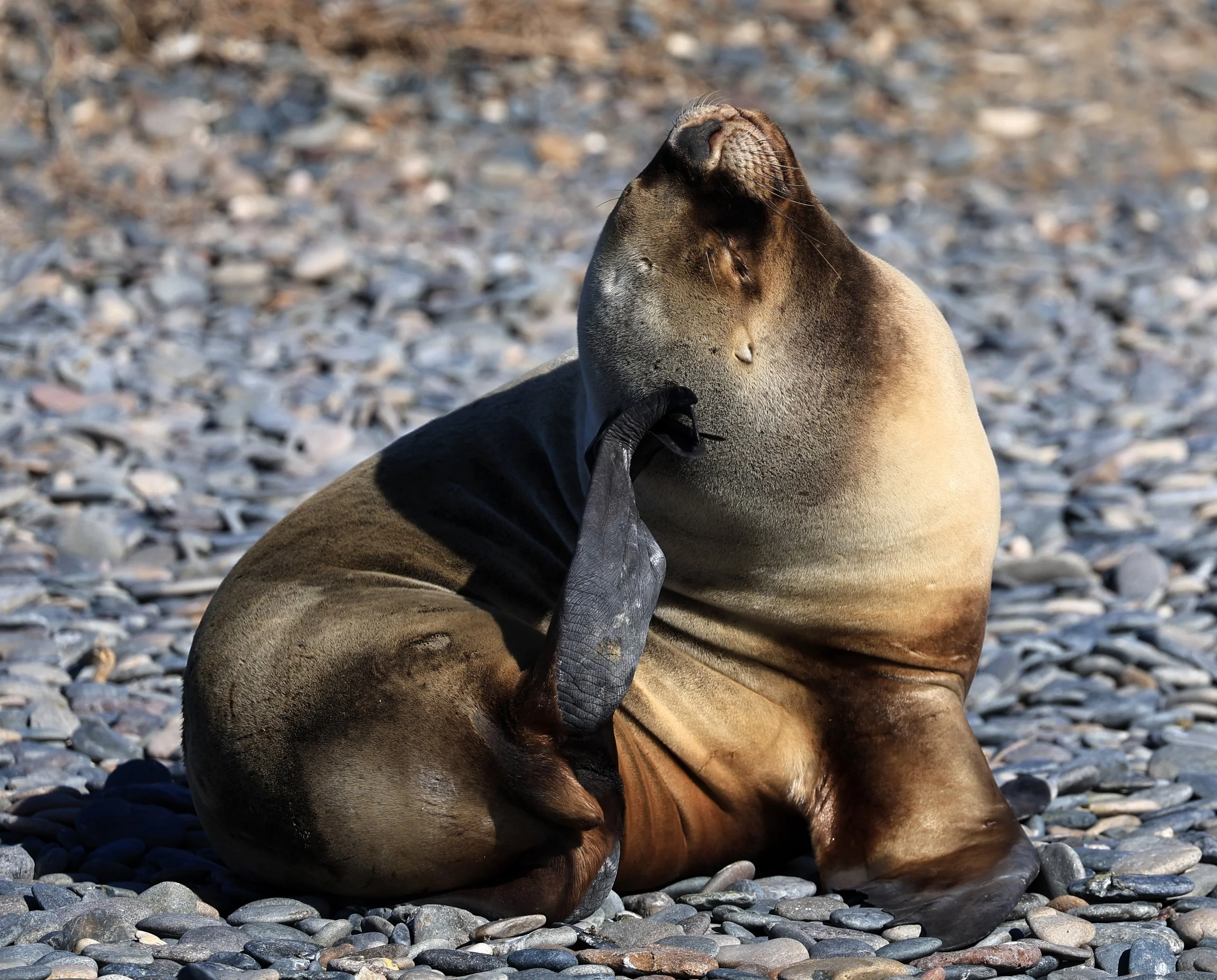 South American Sea Lion (Otaria flavescens) Puerto Rawson Argentina (53).jpg