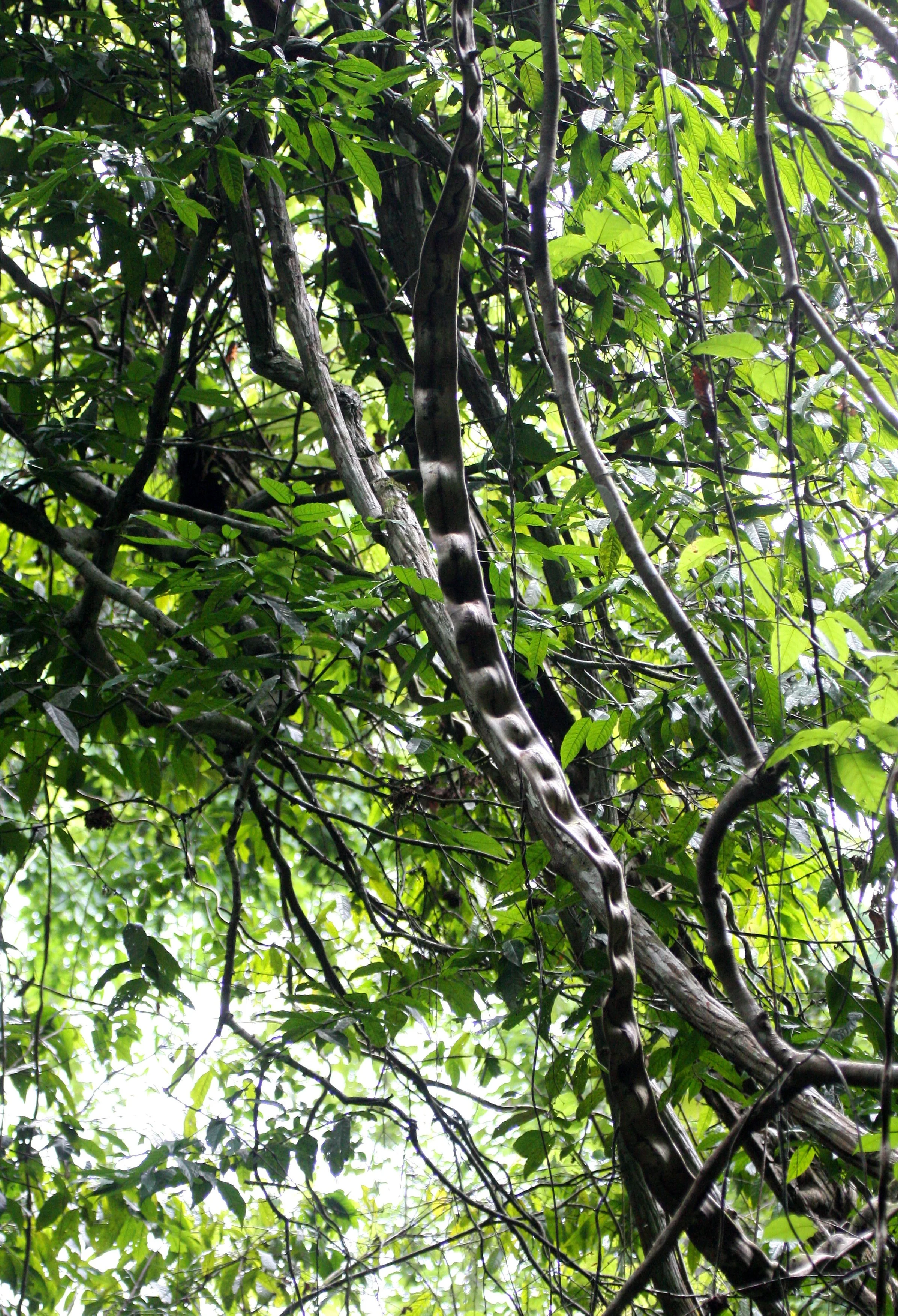 KRUNG CHIN NP THAILAND - LIANA (2).JPG