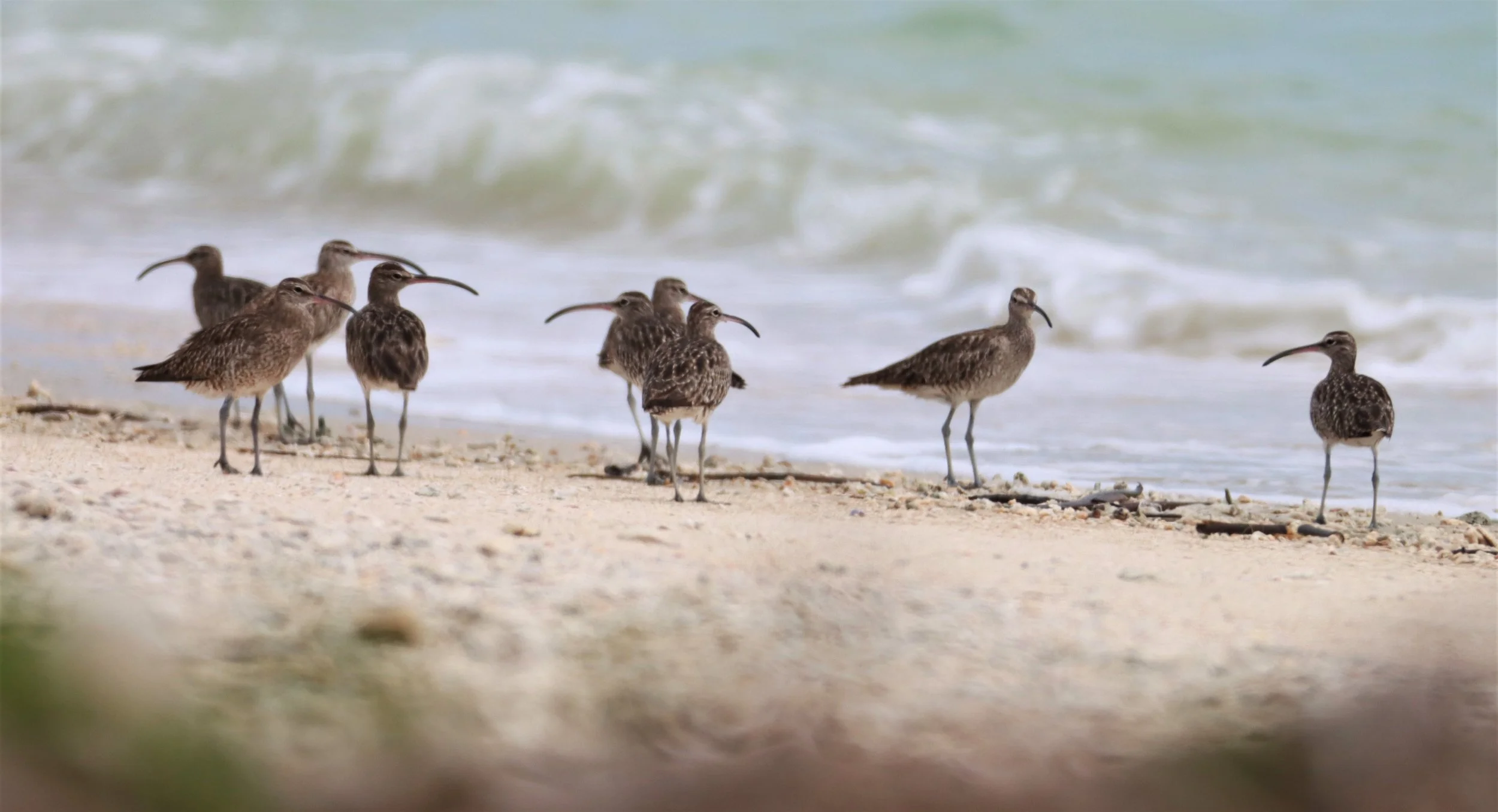 WHIMBREL - Numenius phaeopus -  PHANG NGA LAEM PAKARANG (13).jpg