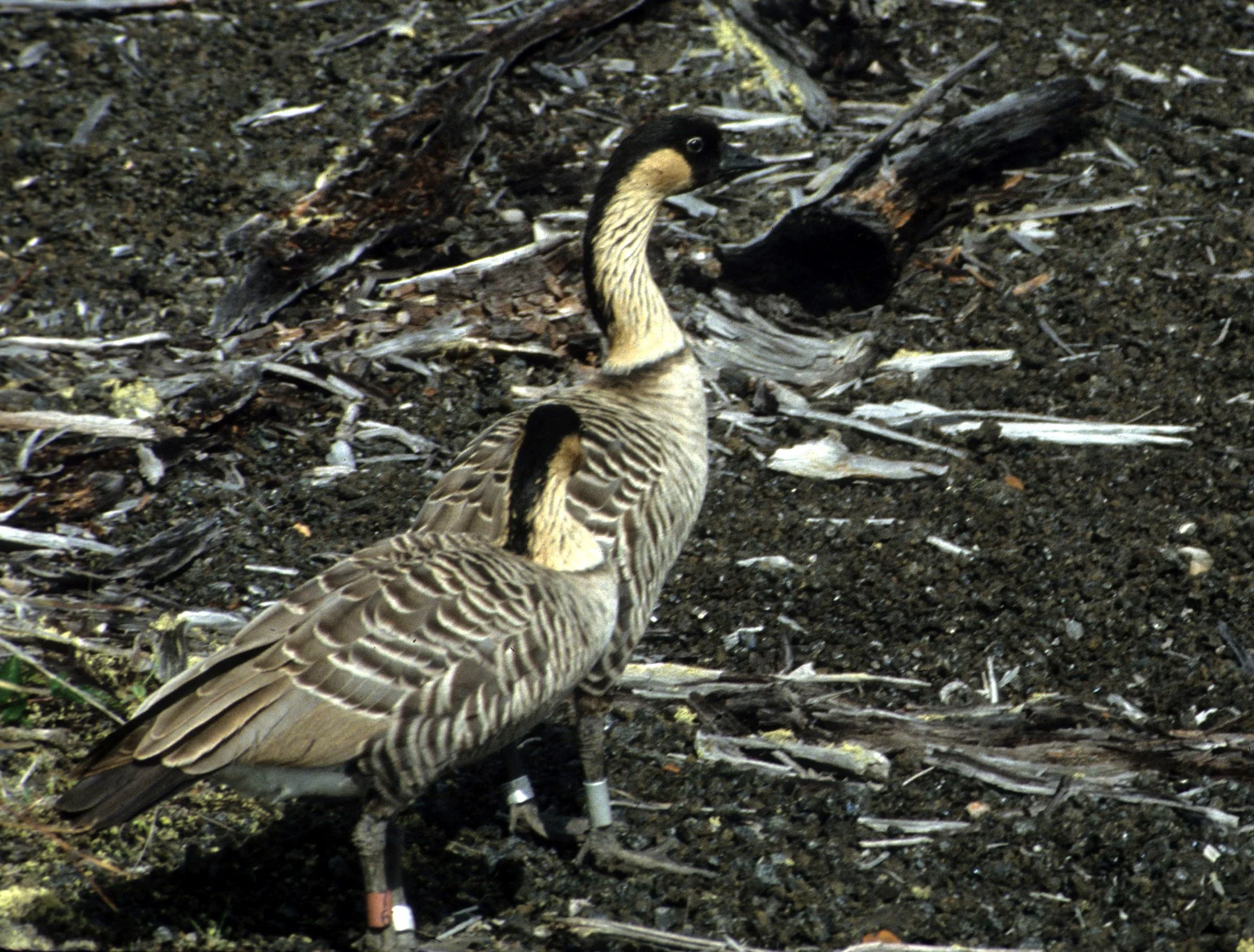 BIRD - GOOSE - NENE - NESOCHEN SANDVICENSIS.jpg