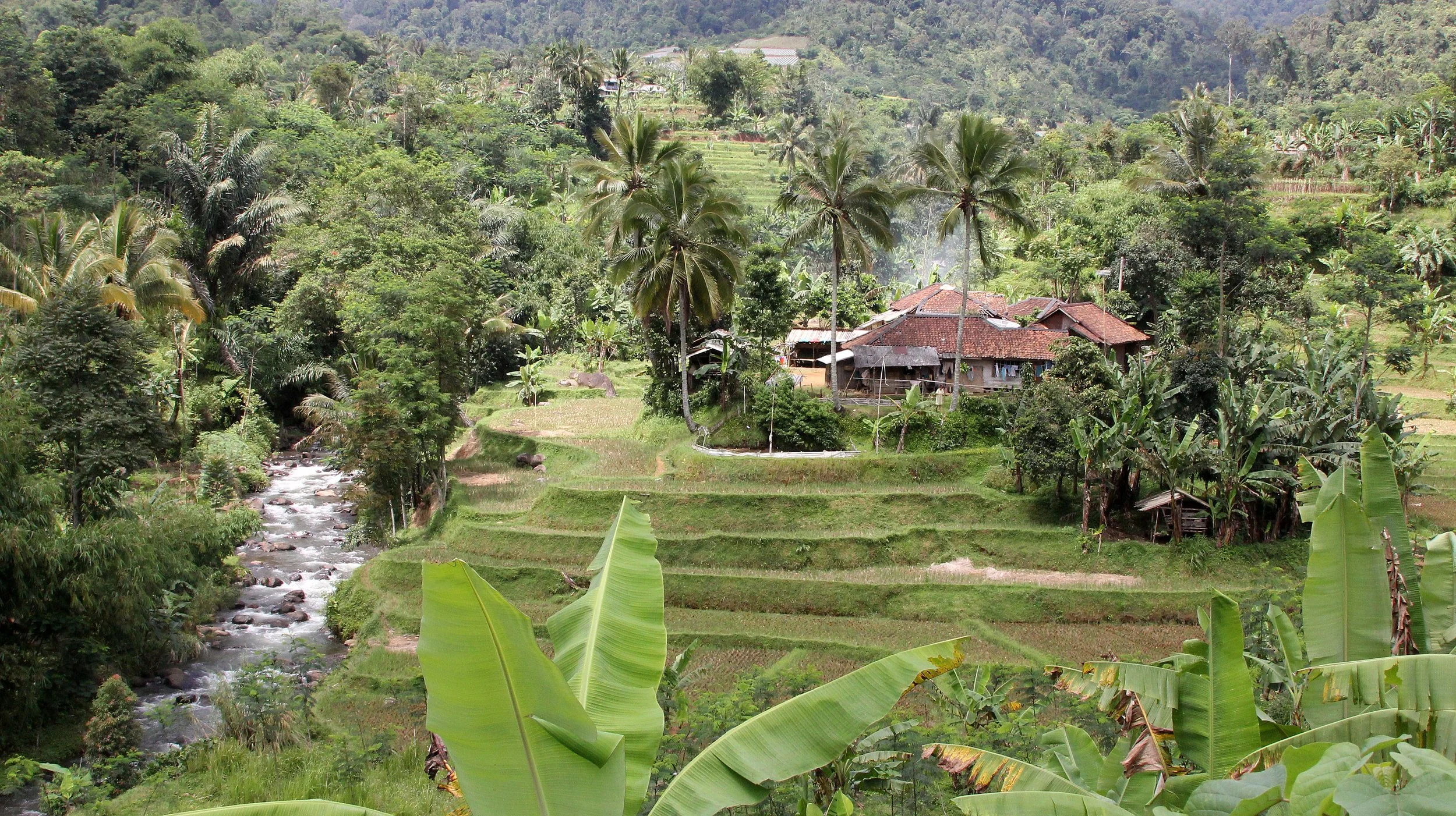 HALIMUN NATIONAL PARK - JAVA BARAT INDONESIA (4).JPG
