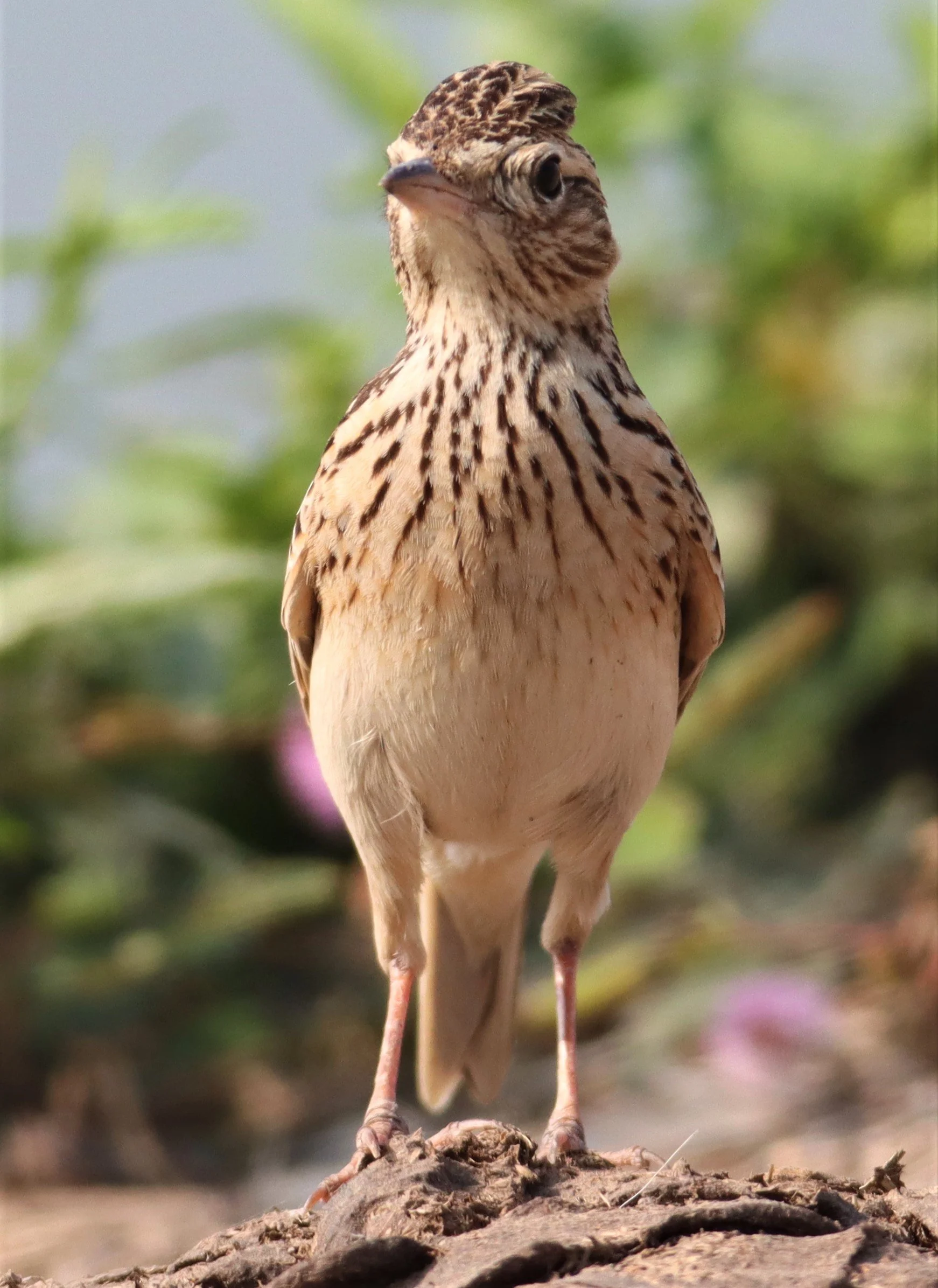 Oriental Skylark (Alauda gulgula) Bang Khaem Wetlands Nakhon Pathom (17).jpg