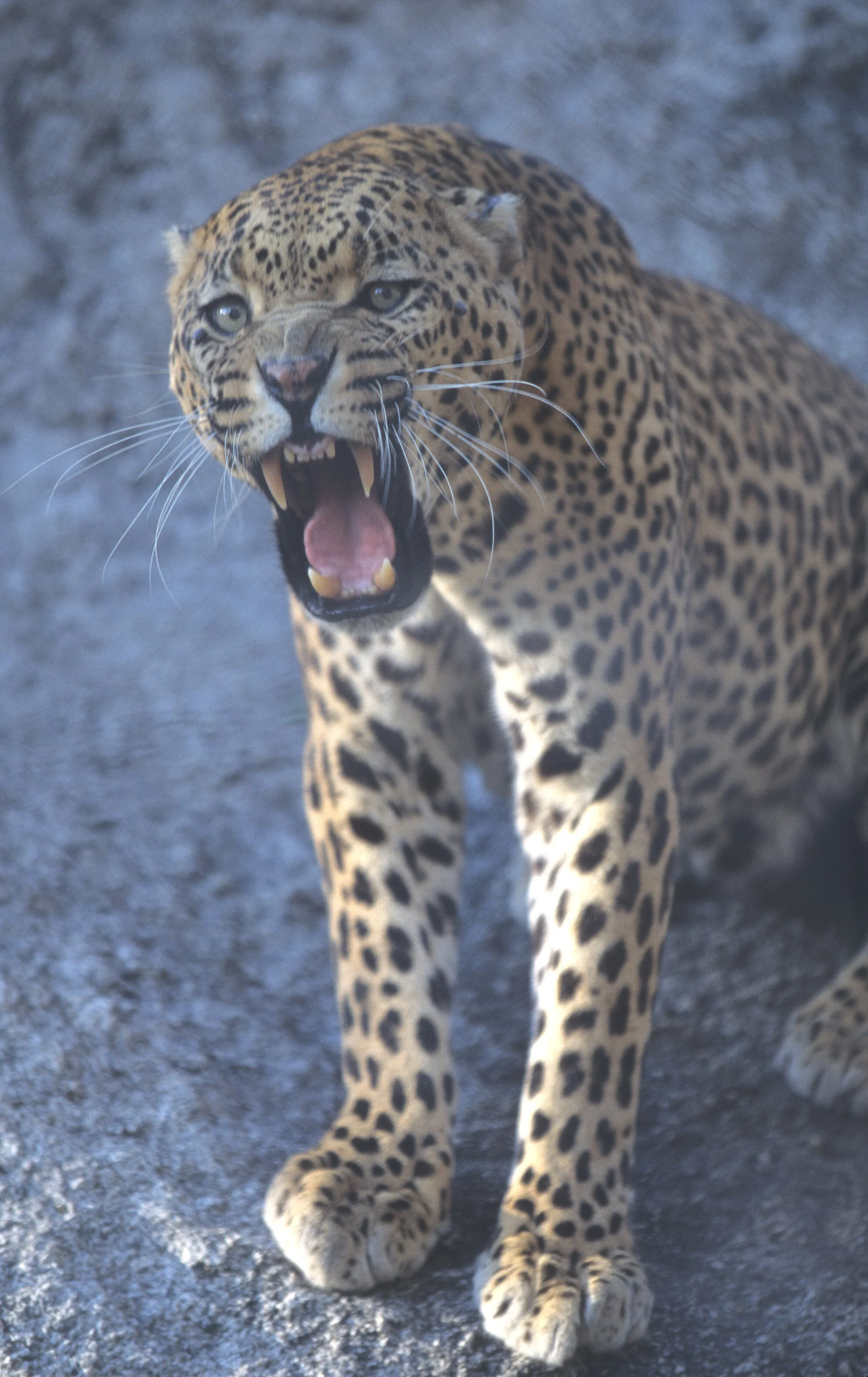 FELID - LEOPARD - ZIMBABWE.jpg