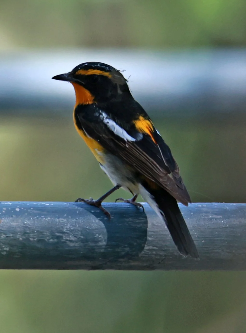 Flycatcher - Narcissus Flycatcher - Ficedula narcissina - Bang Pu Mangrove Forest Reserve, Samut Prakan March 30, 2024 (43).jpg