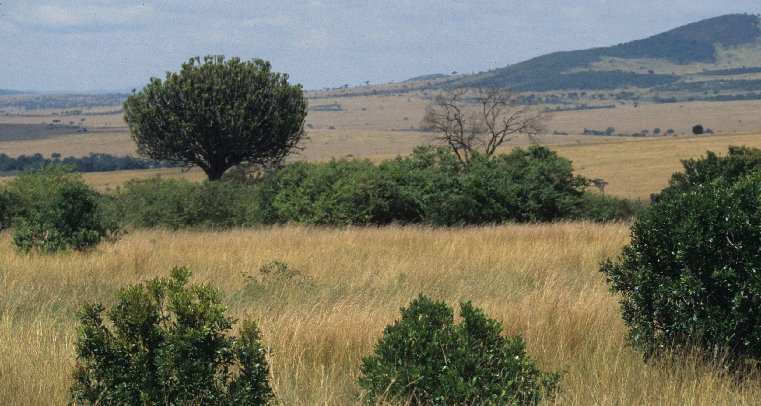 SERENGETI - MASAI MARA 2.jpg