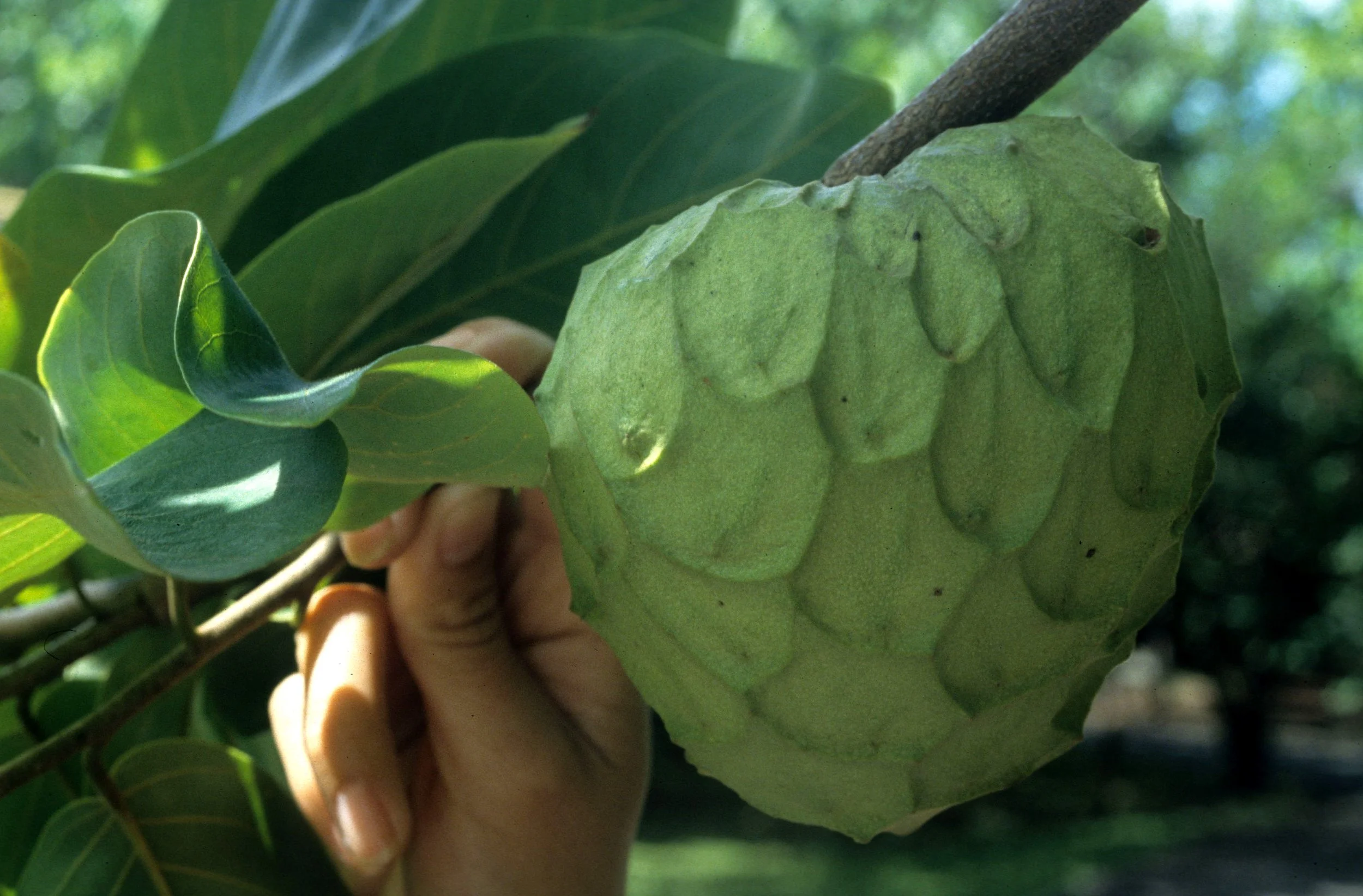 HAWAII - HAWAII - CHERIMOYA FRUIT.jpg