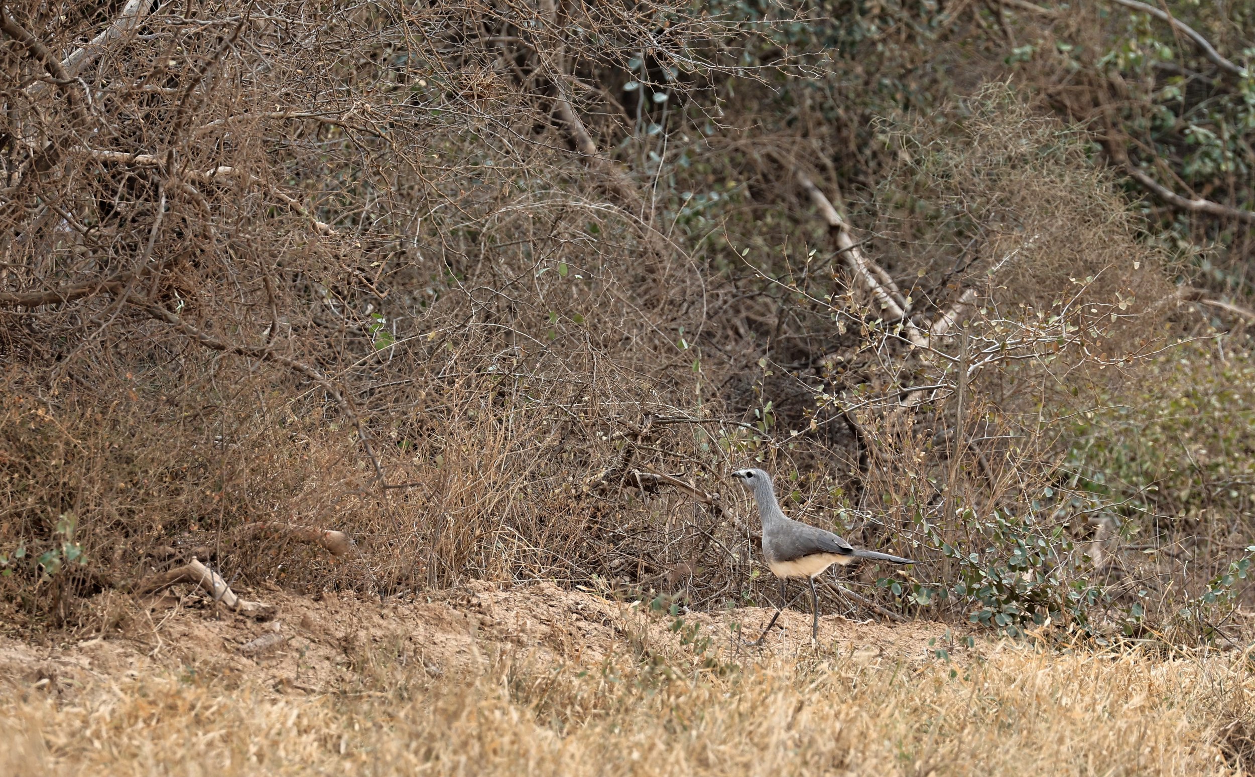 Black-legged Seriema (Chunga burmeisteri) Agua Dulce Paraguay (16).jpg