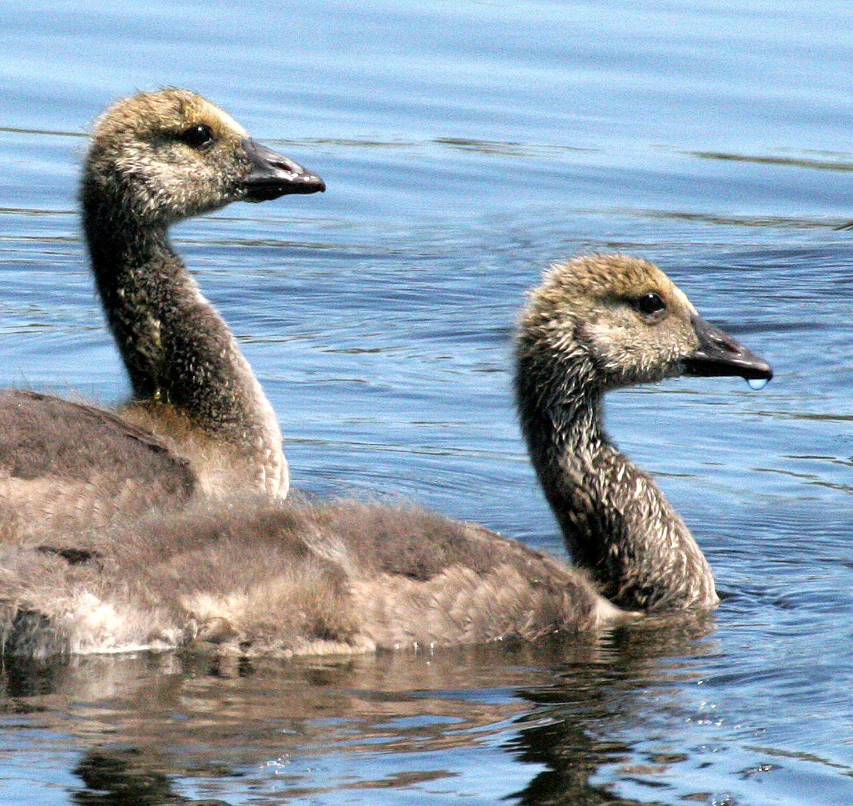 BIRD - GOOSE - CANADA GOOSE FAMILY - JAMESTOWN WETLANDS WA (8).jpg