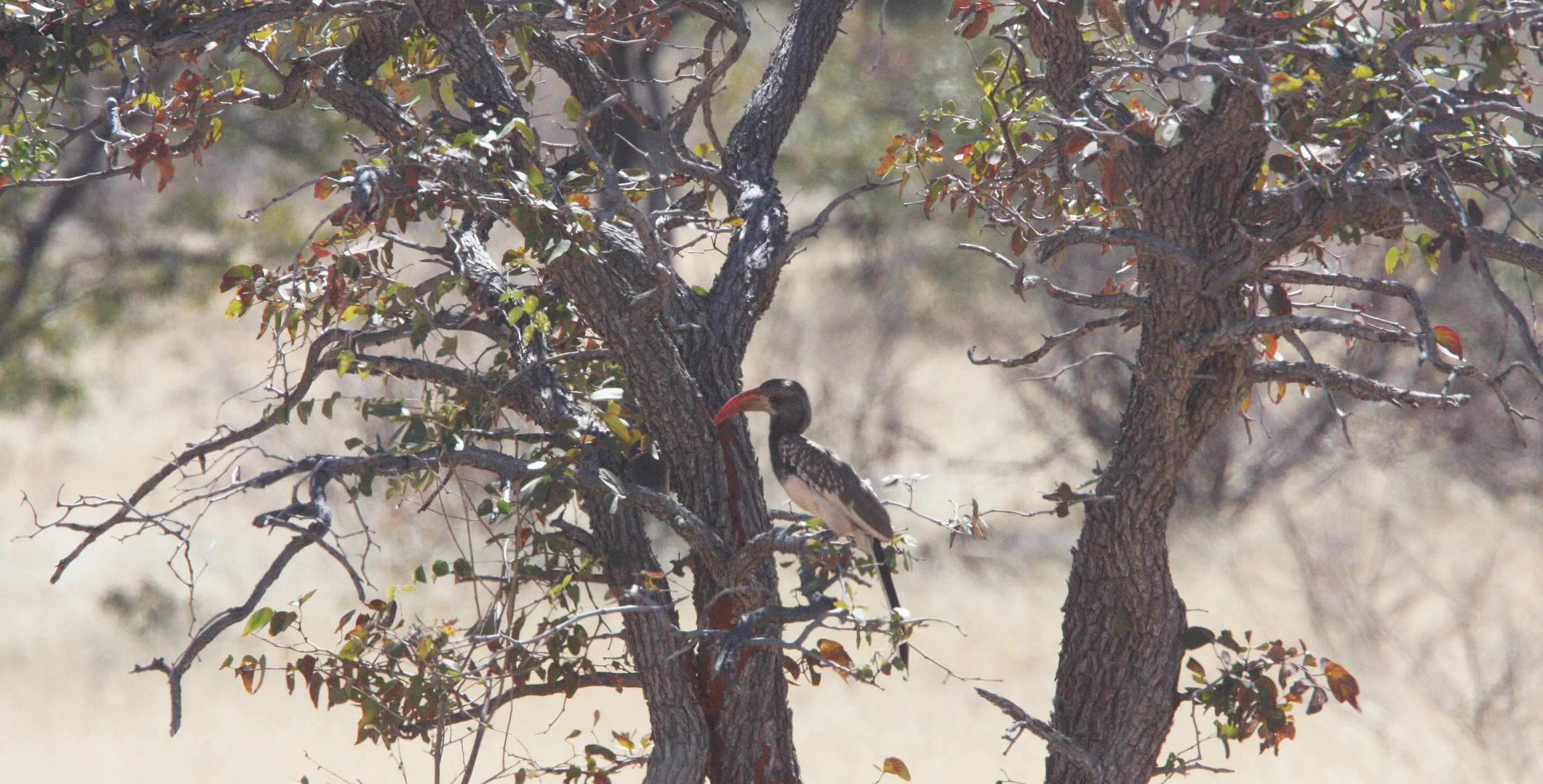 Tockus monteiri - MONTEIRO'S HORNBILL - DAMARALAND NAMIBIA (8).JPG