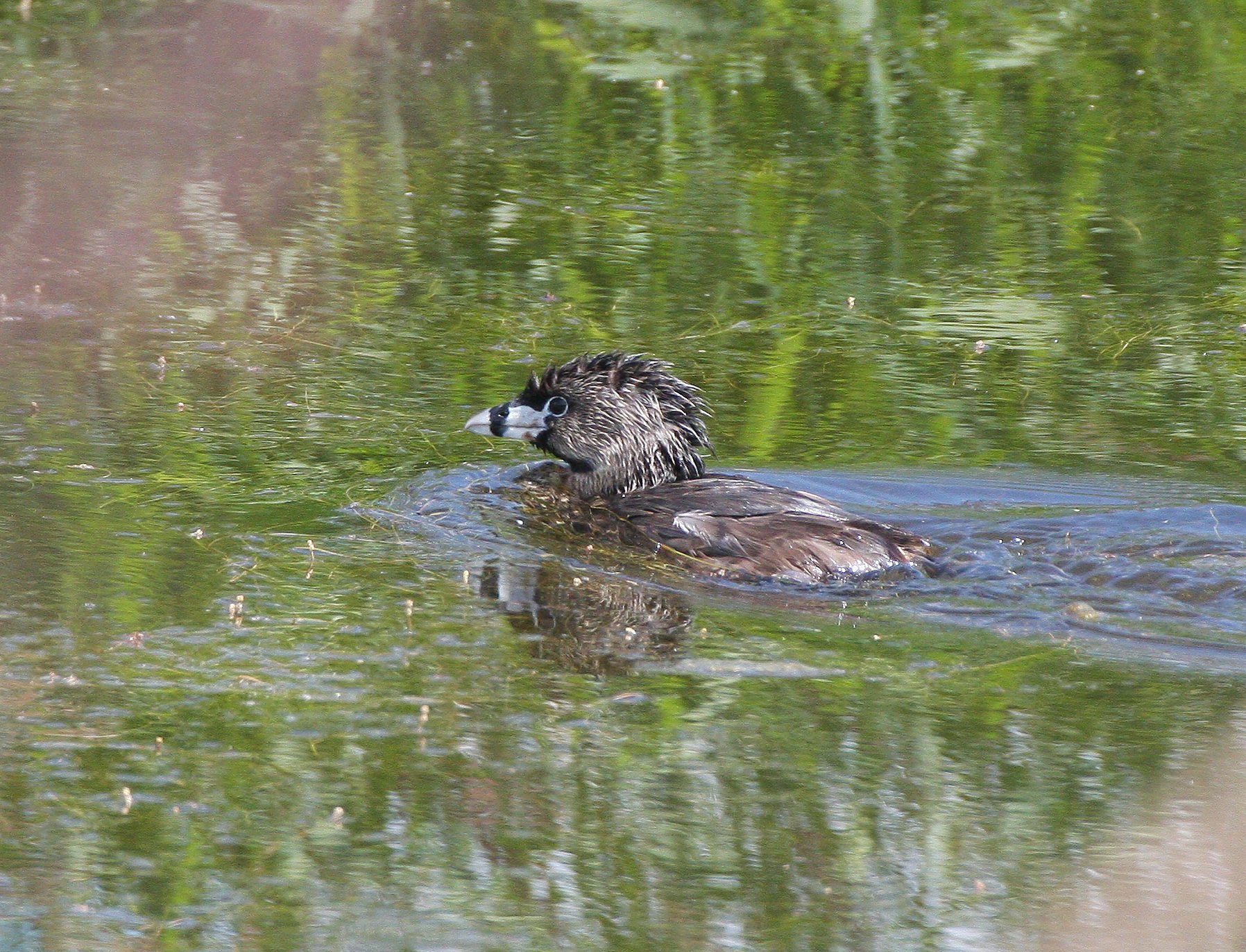 Pied-billed Grebe (Podilymbus podiceps) Ridgefield NWR Washington (18).JPG