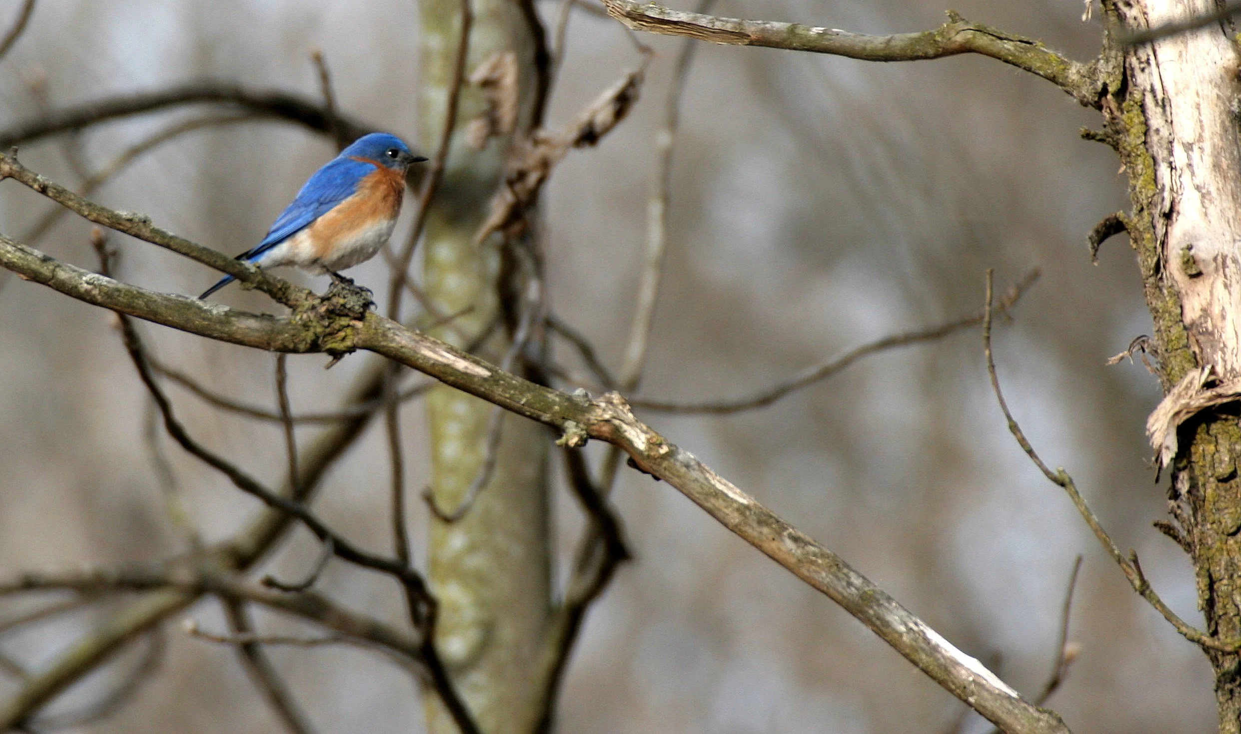 Eastern Bluebird (Sialia sialis) Lincoln Marsh Wheaton Illinois (19).JPG