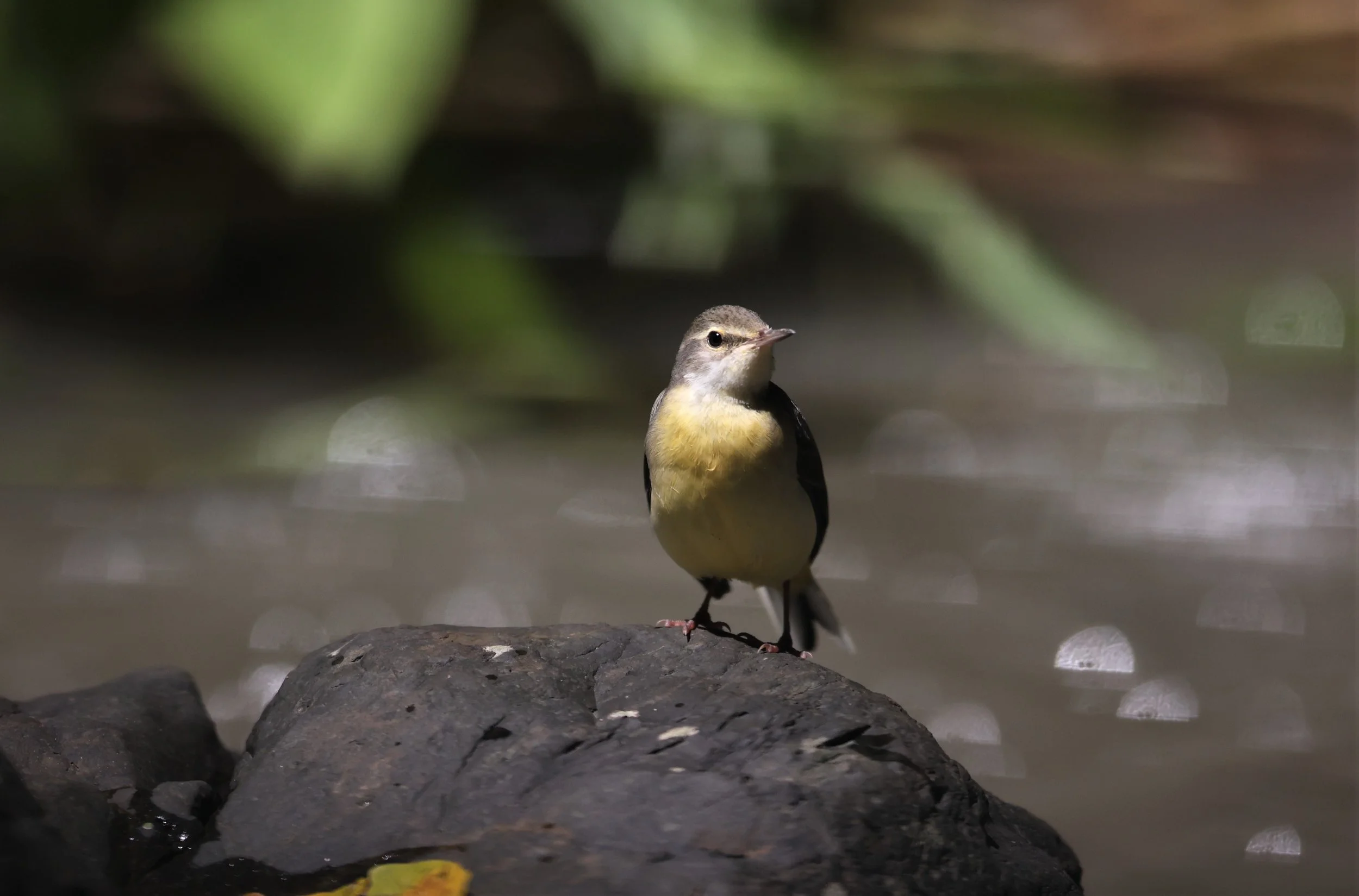 GREY WAGTAIL - Motacilla cinerea - KAENG KRACHAN NP 26 OCT 2021 (76).jpg