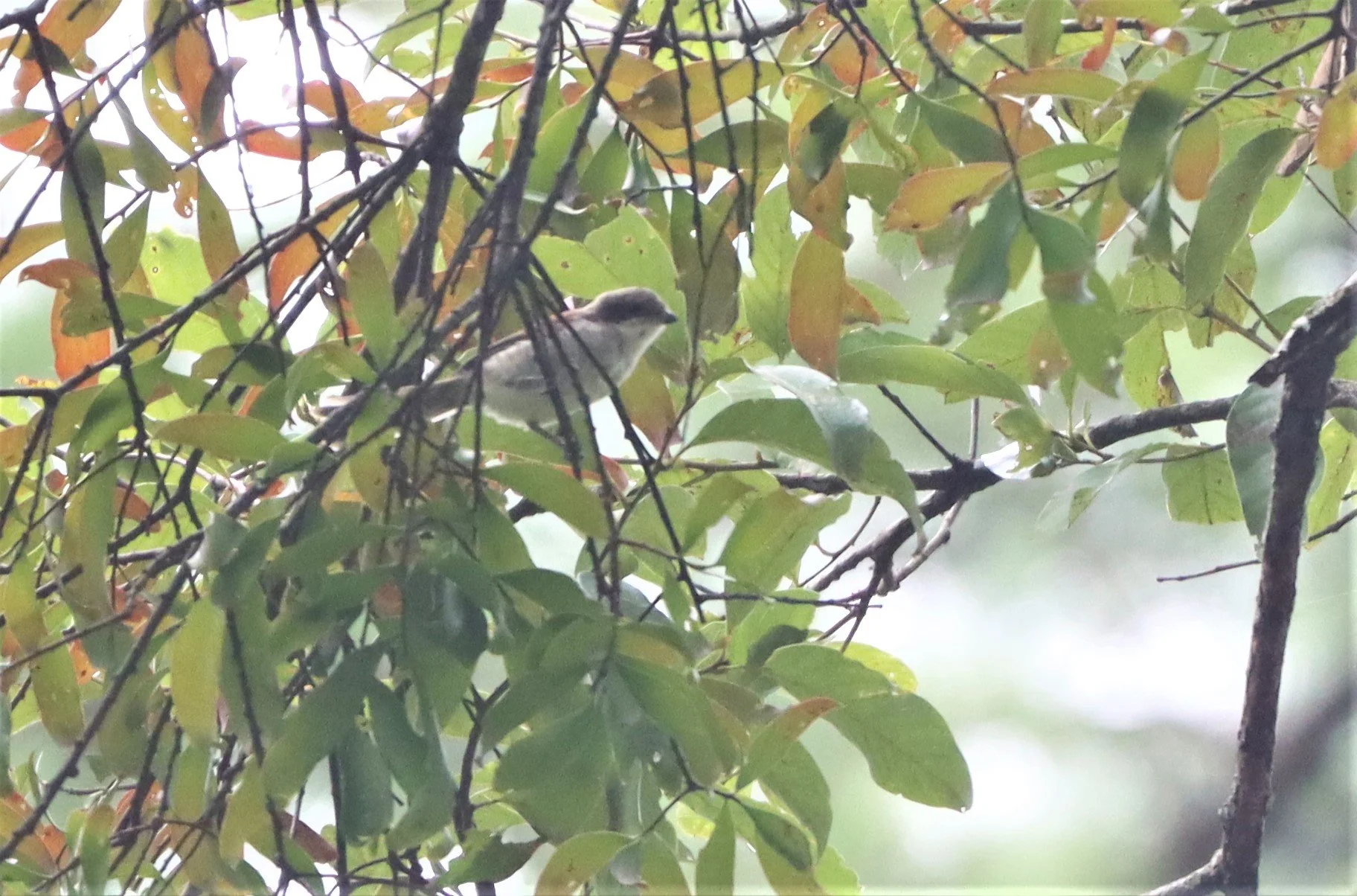 Burmese Shrike (Lanius collurioides) Doi Lang Chiang Mai (6).jpg