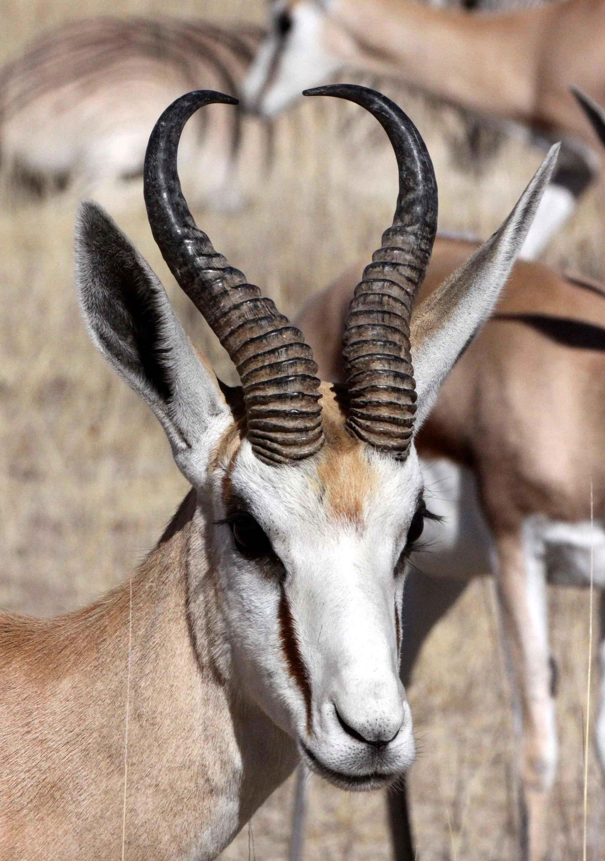 SPRINGBOK - ANGOLAN SPRINGBOK - Antidorcus angolensis - ETOSHA NATIONAL PARK NAMIBIA  (19).JPG