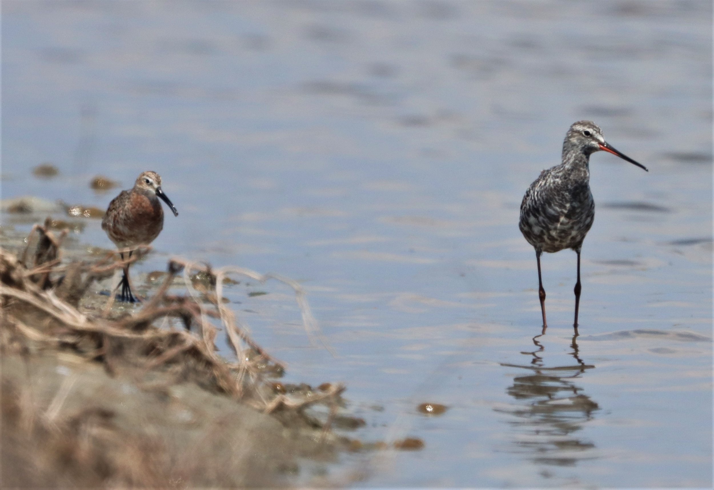 REDSHANK - SPOTTED REDSHANK - Tringa erythropus - BANG PAKONG SALT PANS CHACHOENGSAO WEST OF RIVER (1).jpg