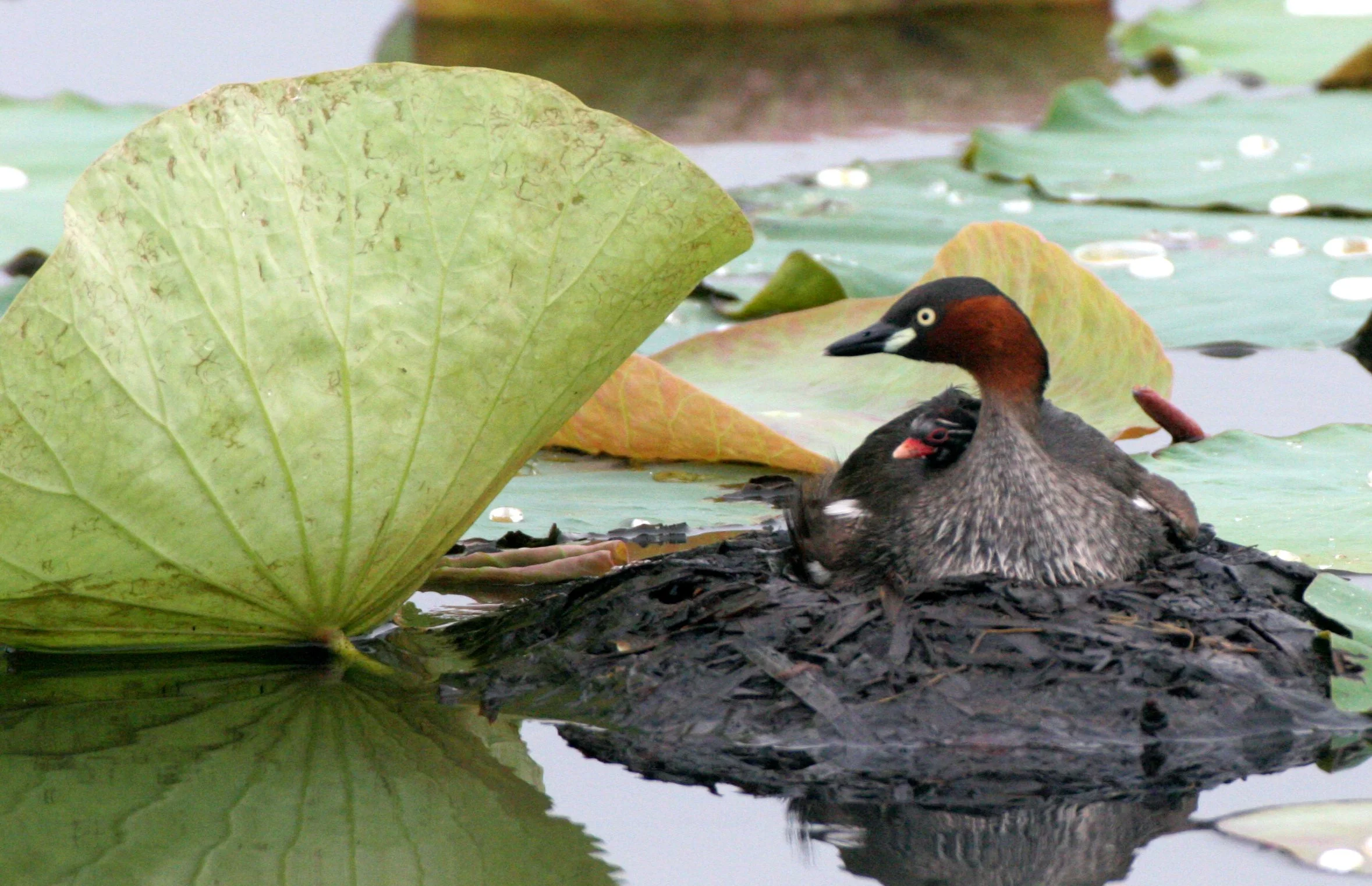 Little Grebe (Tachybaptus ruficollis) Bueng Boraphet Wetlands Nakhon Sawan Thailand (63).JPG