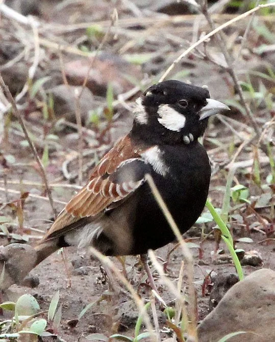 Chestnut-backed Sparrow-Lark (Eremopterix leucotis) Ali Dege Plains Ethiopia (3).JPG