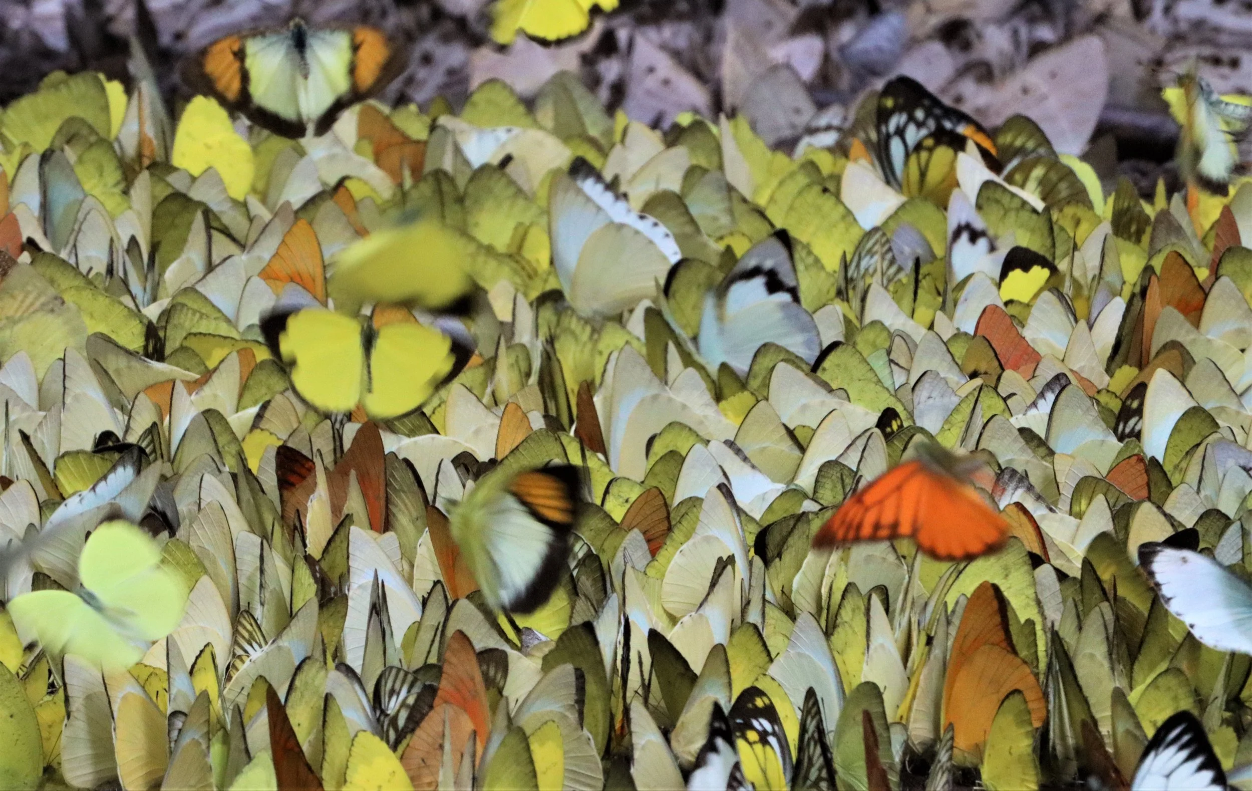 Pieridae (Whites and Yellows): Common Grass Yellow (Eurema), Orange Gull (Cepora judith), Striped Albatross (Appias libythea), and Common Gull.