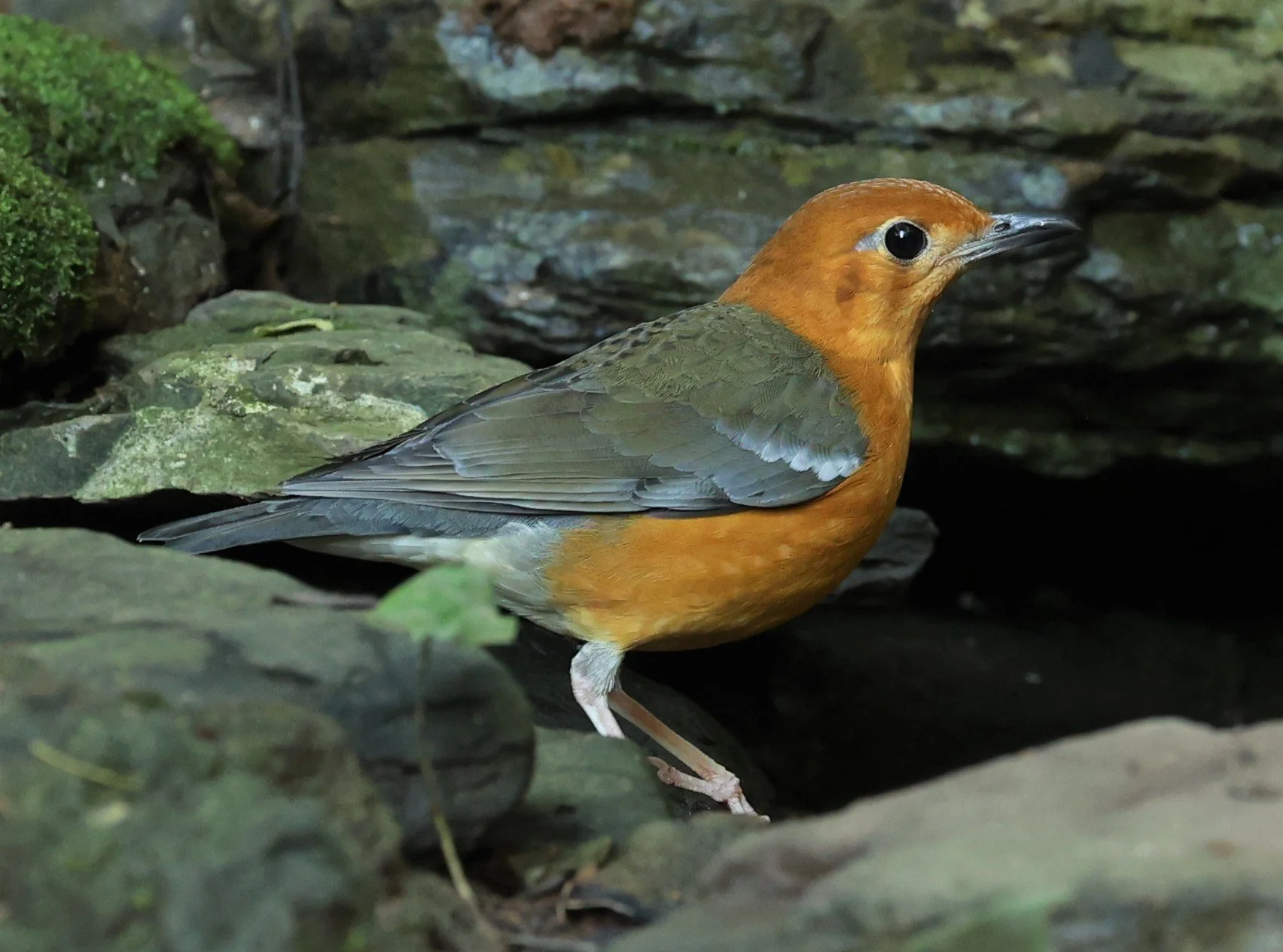 Orange-headed Thrush (Zoothera citrina)