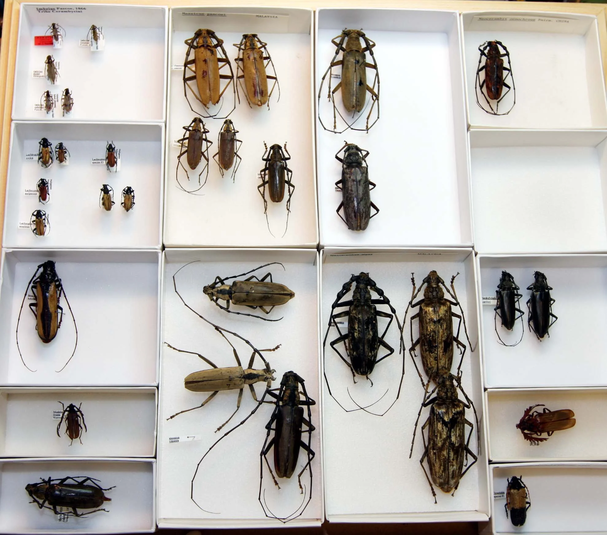 11 Cerambycinae - Cerambycini 3.JPG