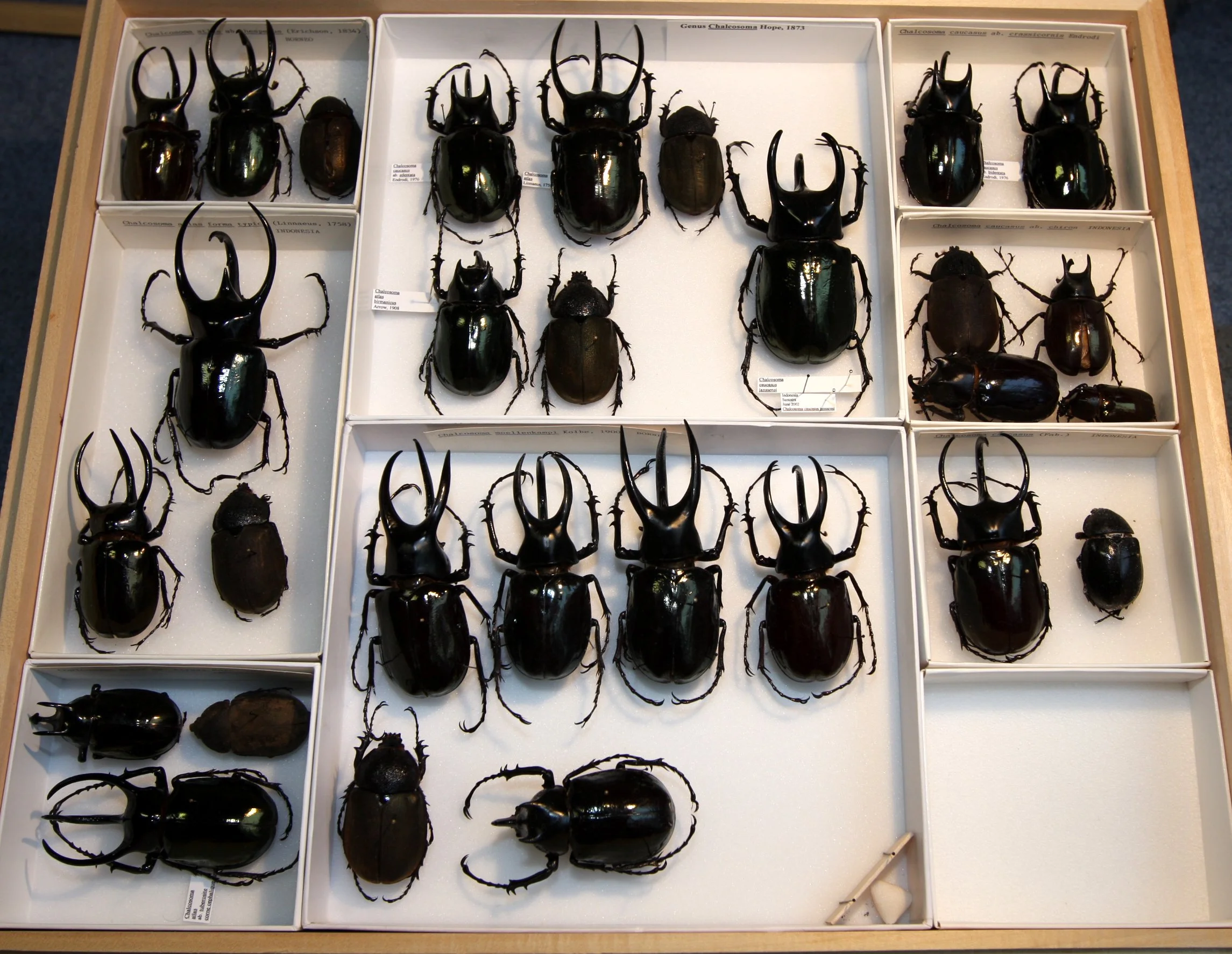 Dynastinae Chalcosoma species.JPG